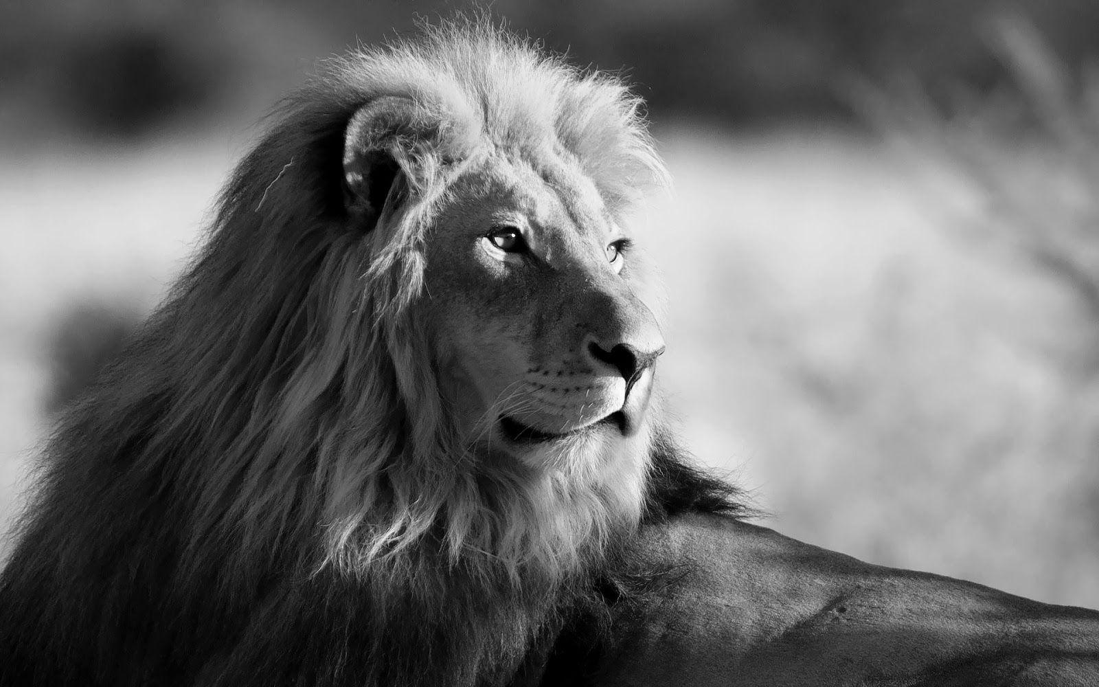 1600x1000 Black And White Lion Lion black and white wallpaper designs