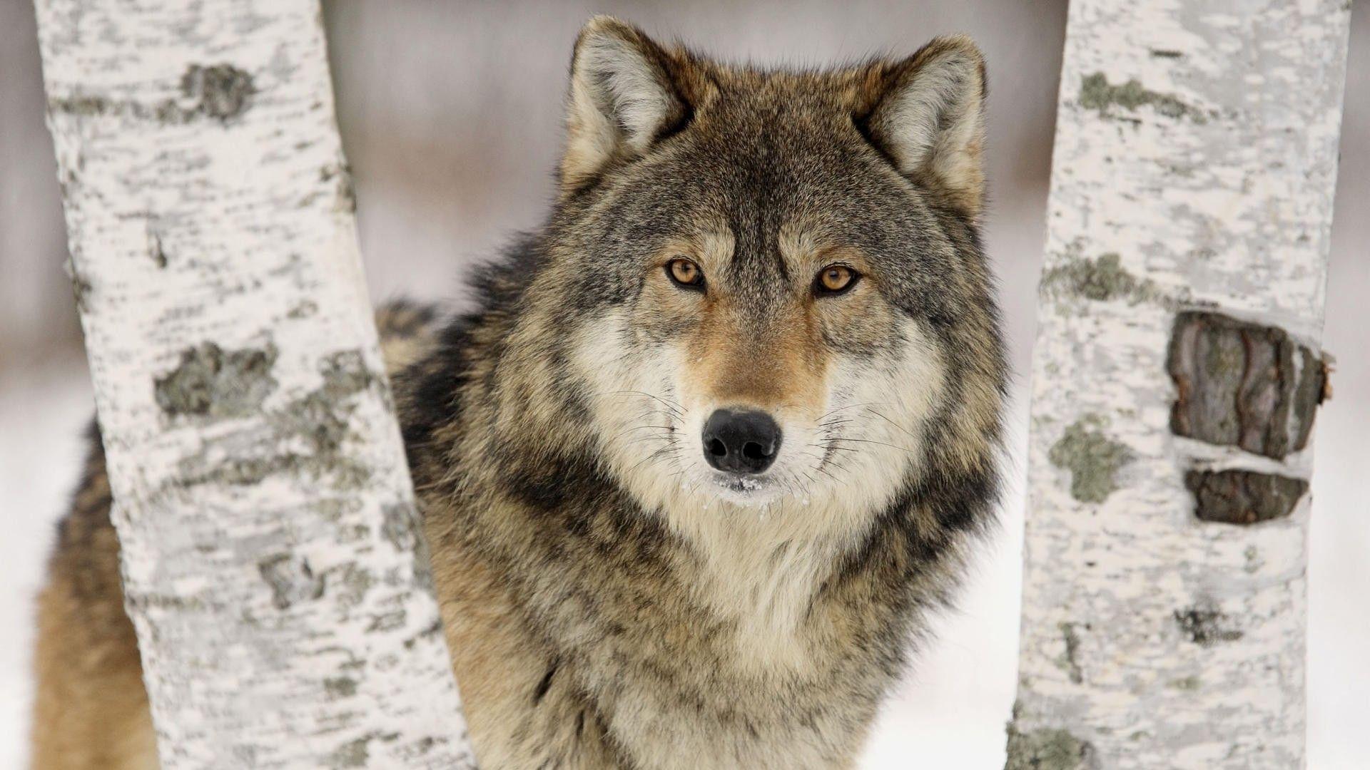 1920x1080 Wolf HD Wallpaper