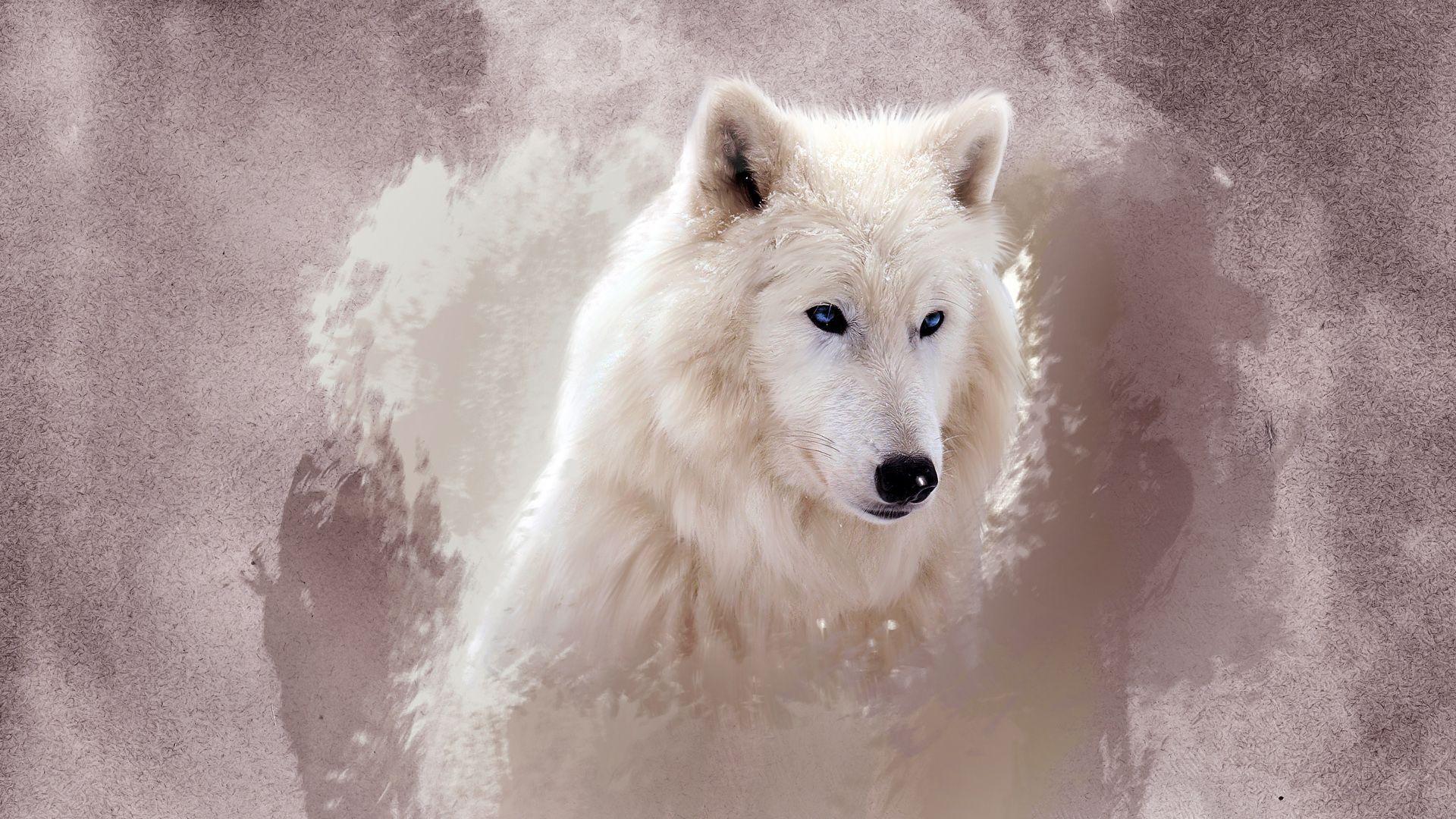 1920x1080 HD Wallpaper Wolf