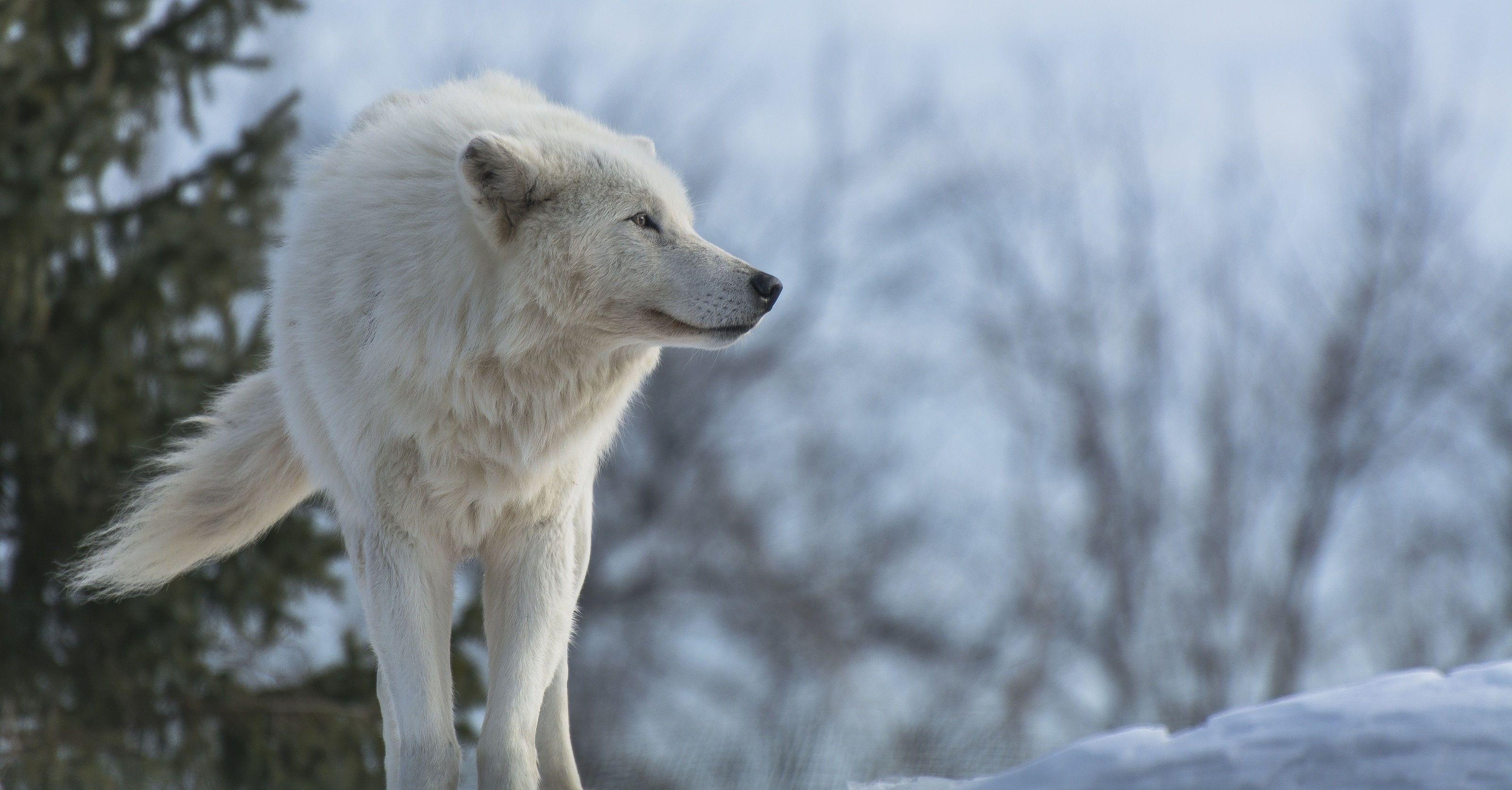 3200x1672 Wolf Wallpaper HD free download