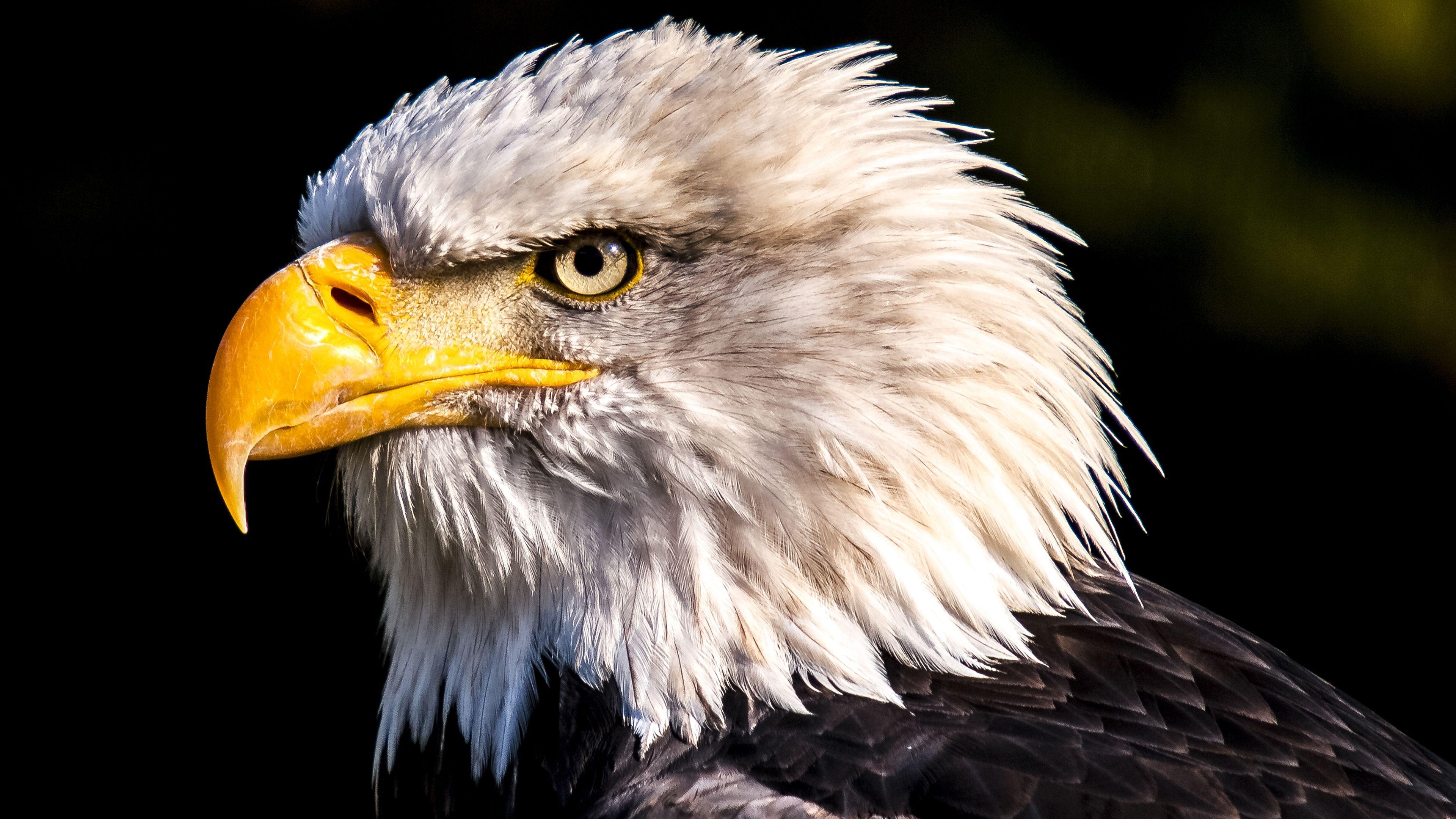 3840x2160 Amazing Eagle 4K Chromebook Wallpaper