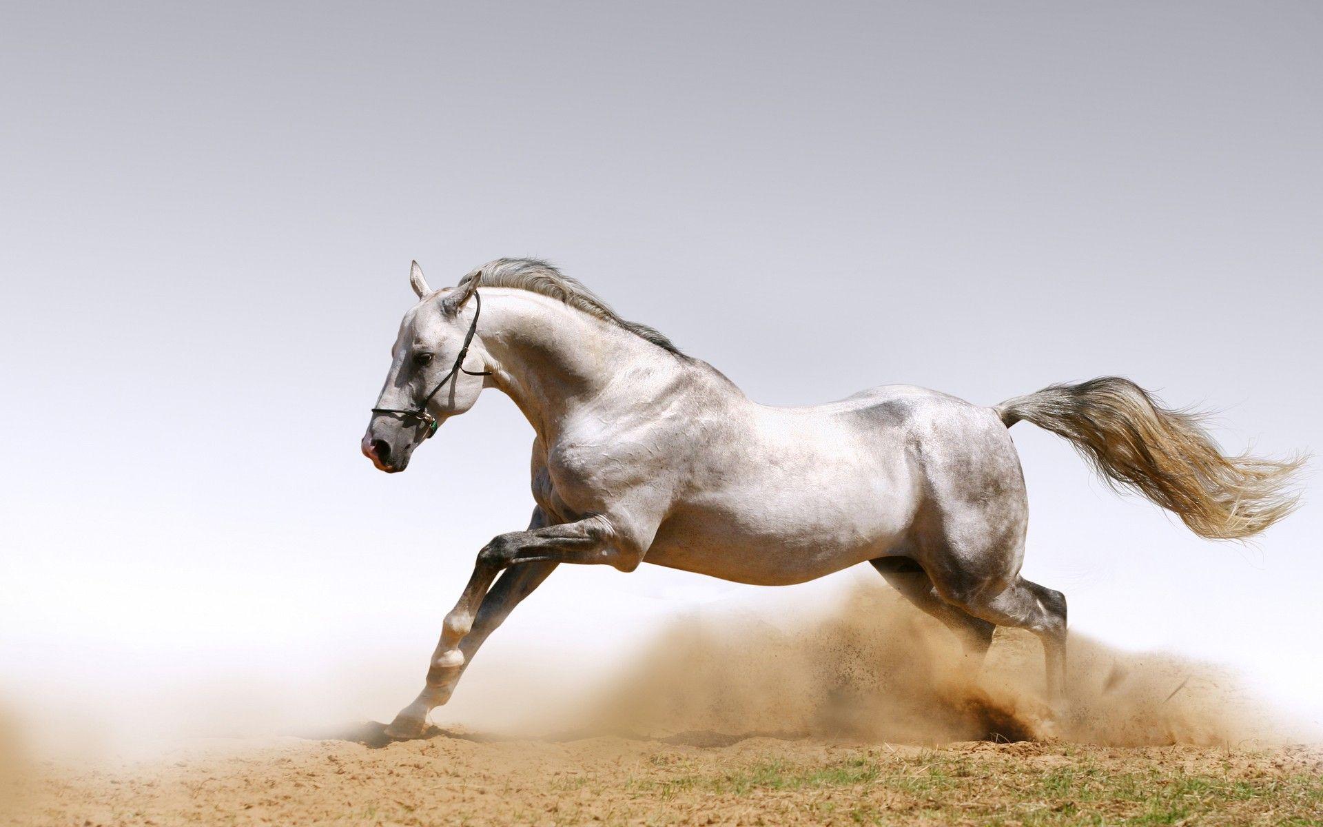 Cool Horse Wallpapers - Top Free Cool Horse Backgrounds - WallpaperAccess