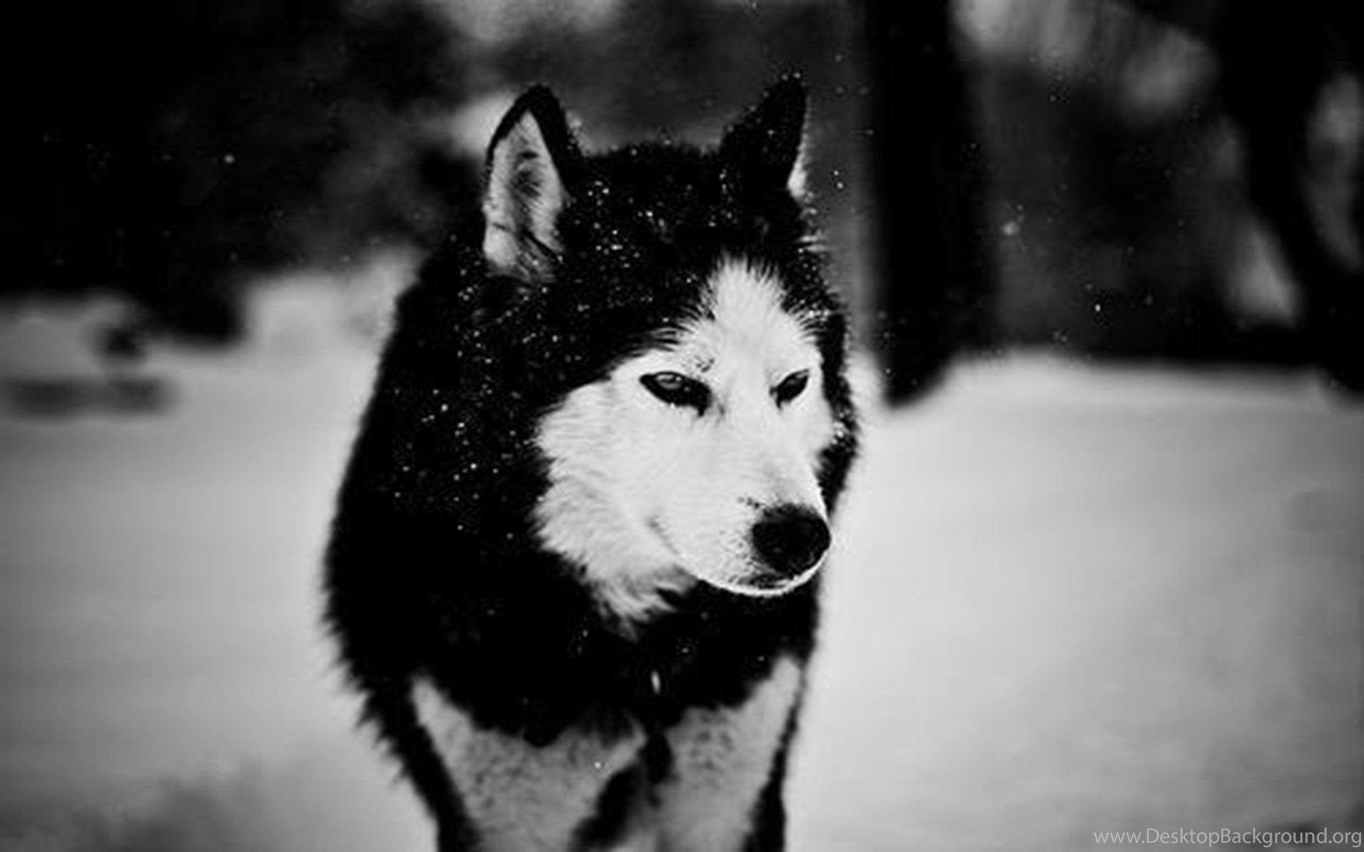 1920x1200 Winter Wolves HD Wallpaper, Winter Wolves Image Desktop