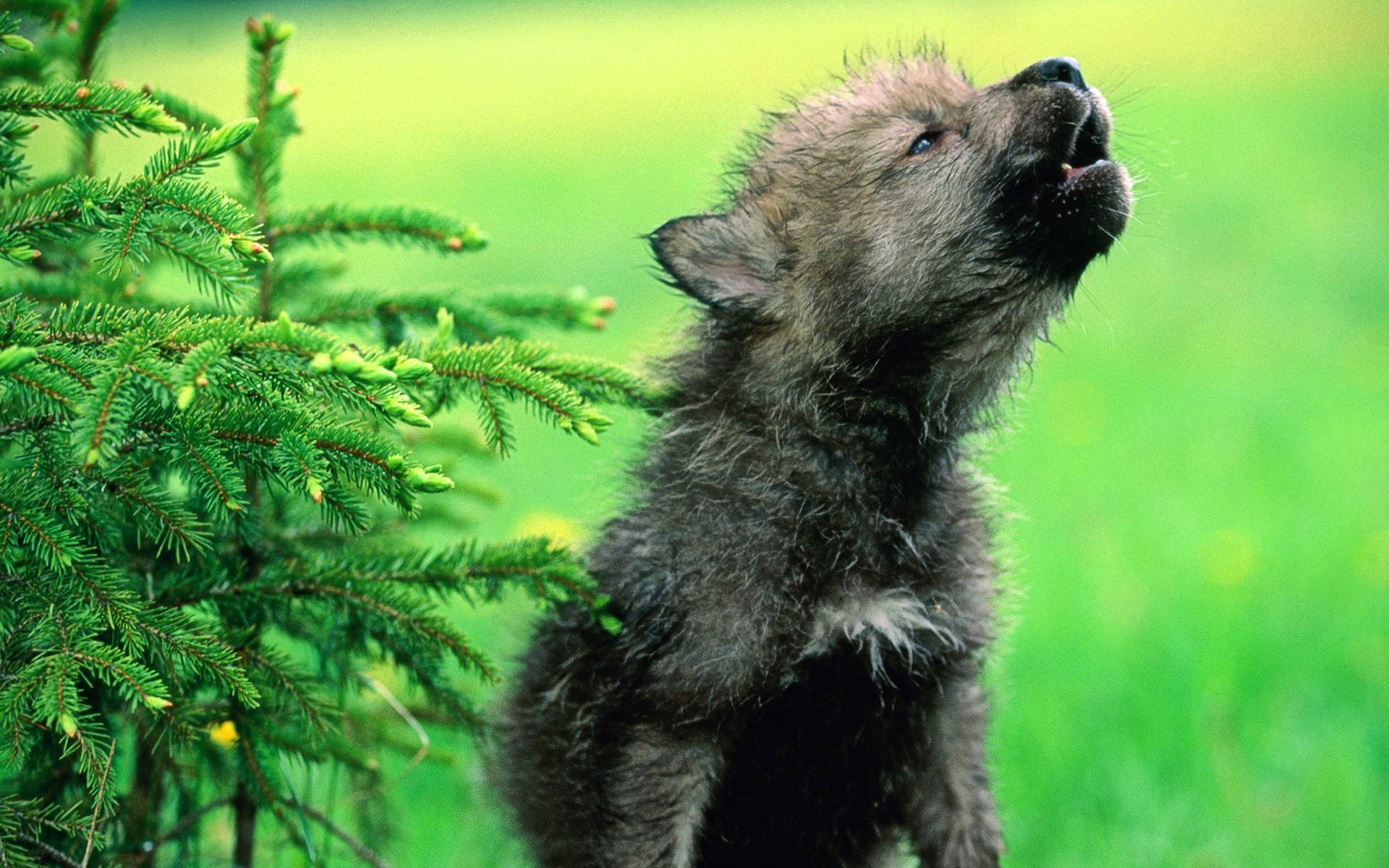 1920x1200 Baby Wolf Wallpaper Wolf Wallpaper HD