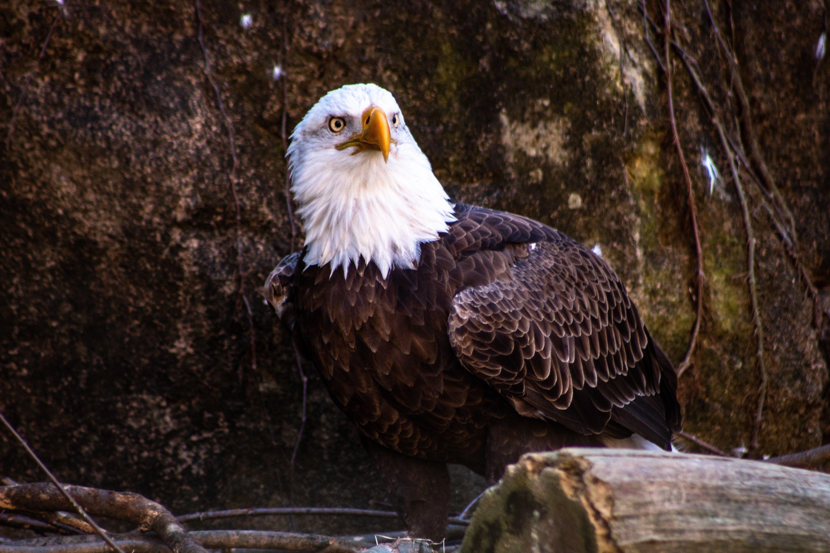 3500x2333 Bald Eagle HD wallpaper