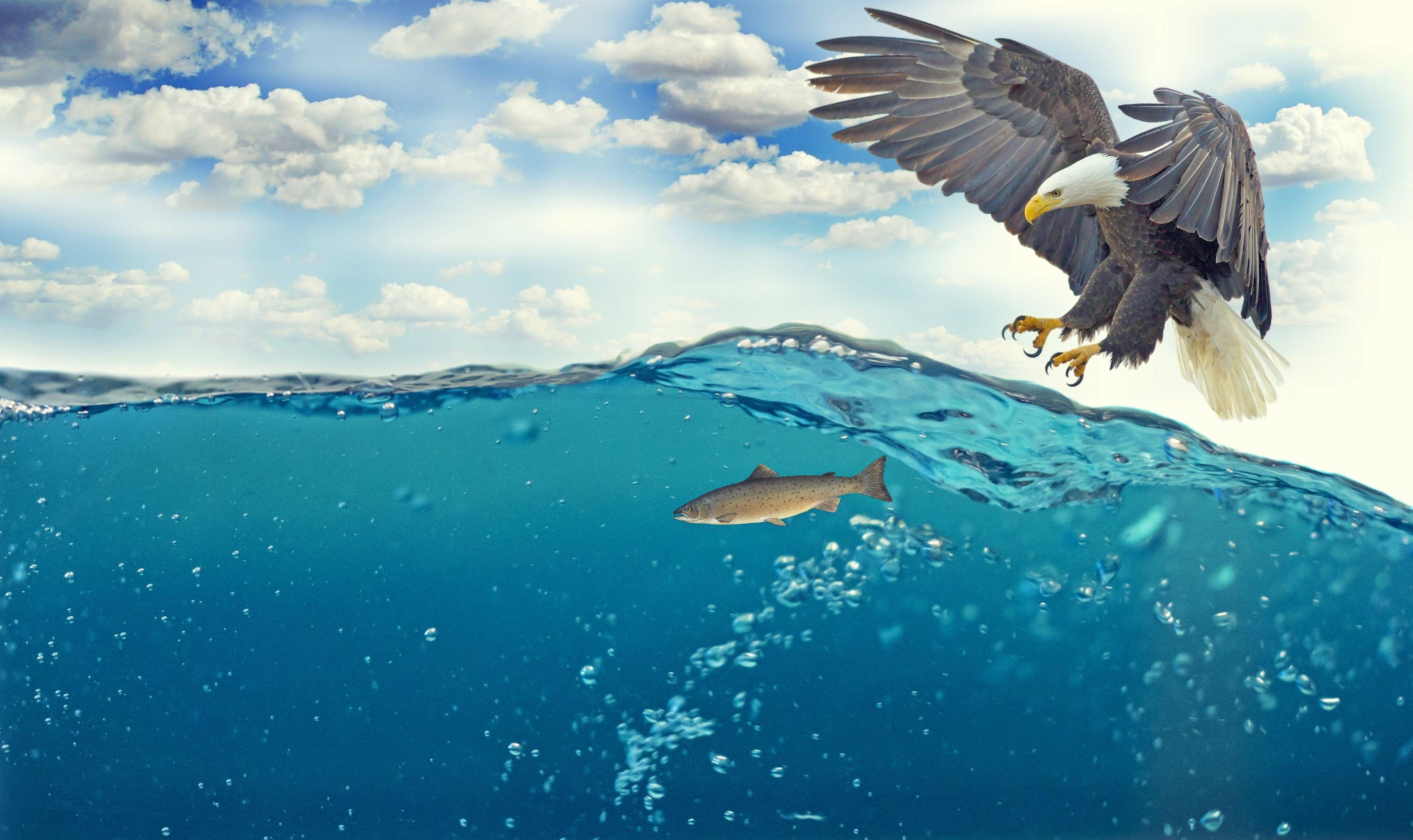 3714x2209 Bald Eagle Raptor Catching Fish 4k, HD Birds, 4k Wallpaper