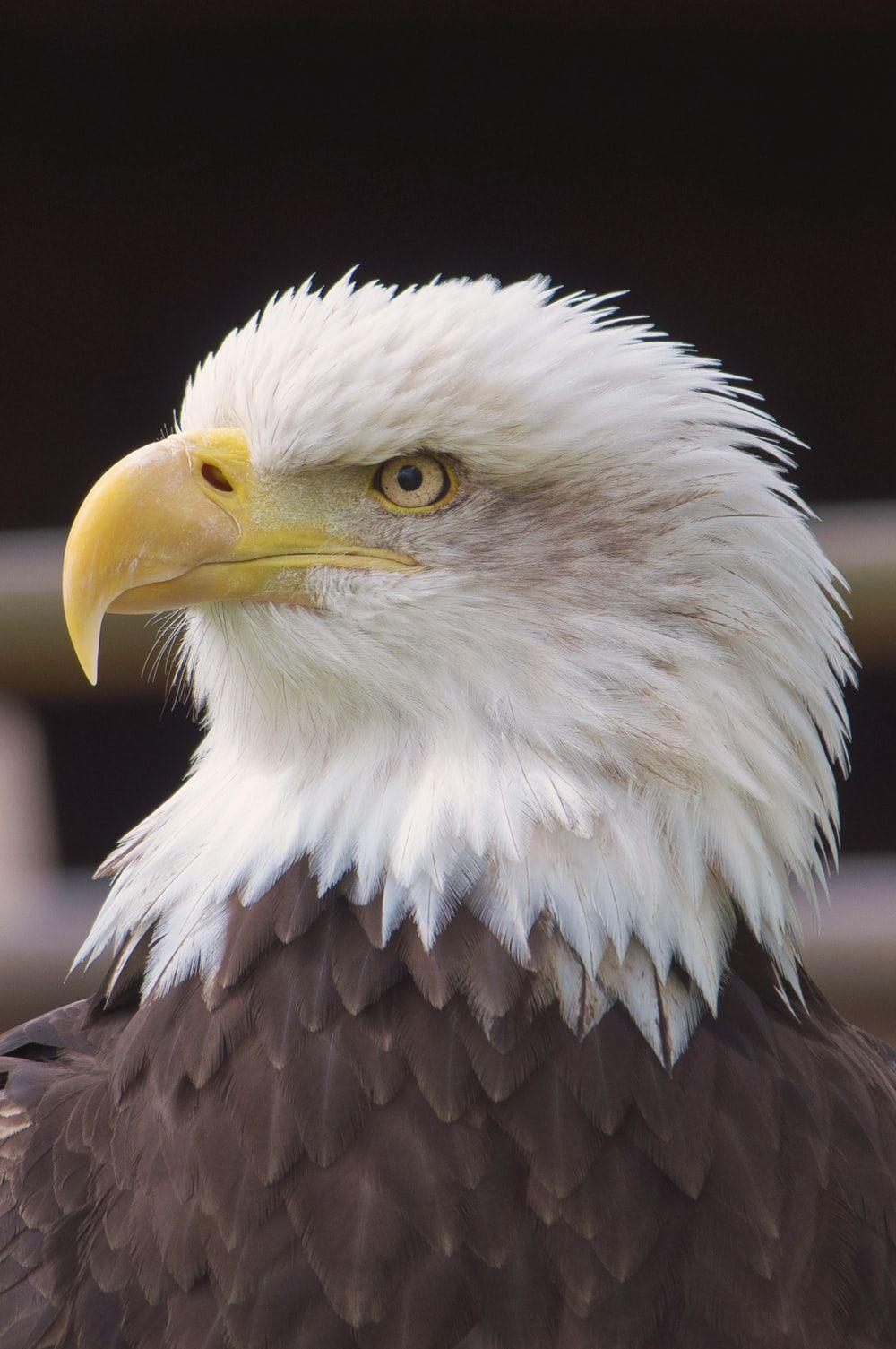 1000x1505 Eagle Picture. Download Free Image