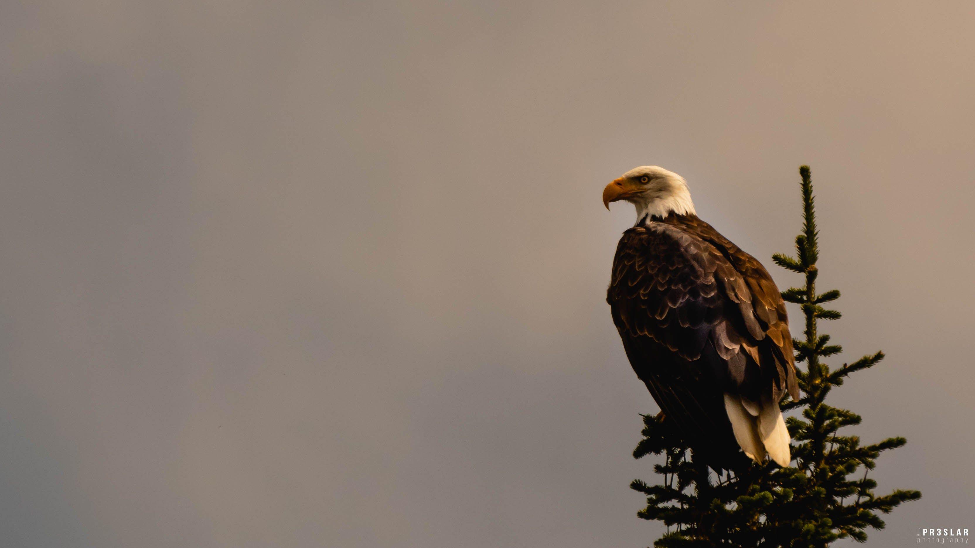 3328x1872 eagle 4K wallpaper for your desktop or mobile screen free