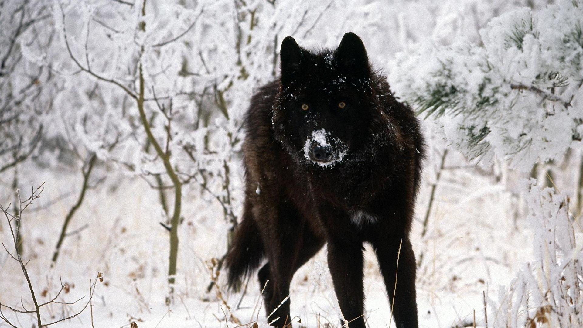 1920x1080 Wolf Wallpaper Hd, 38 Desktop Image of Wolf HD. Wolf HD