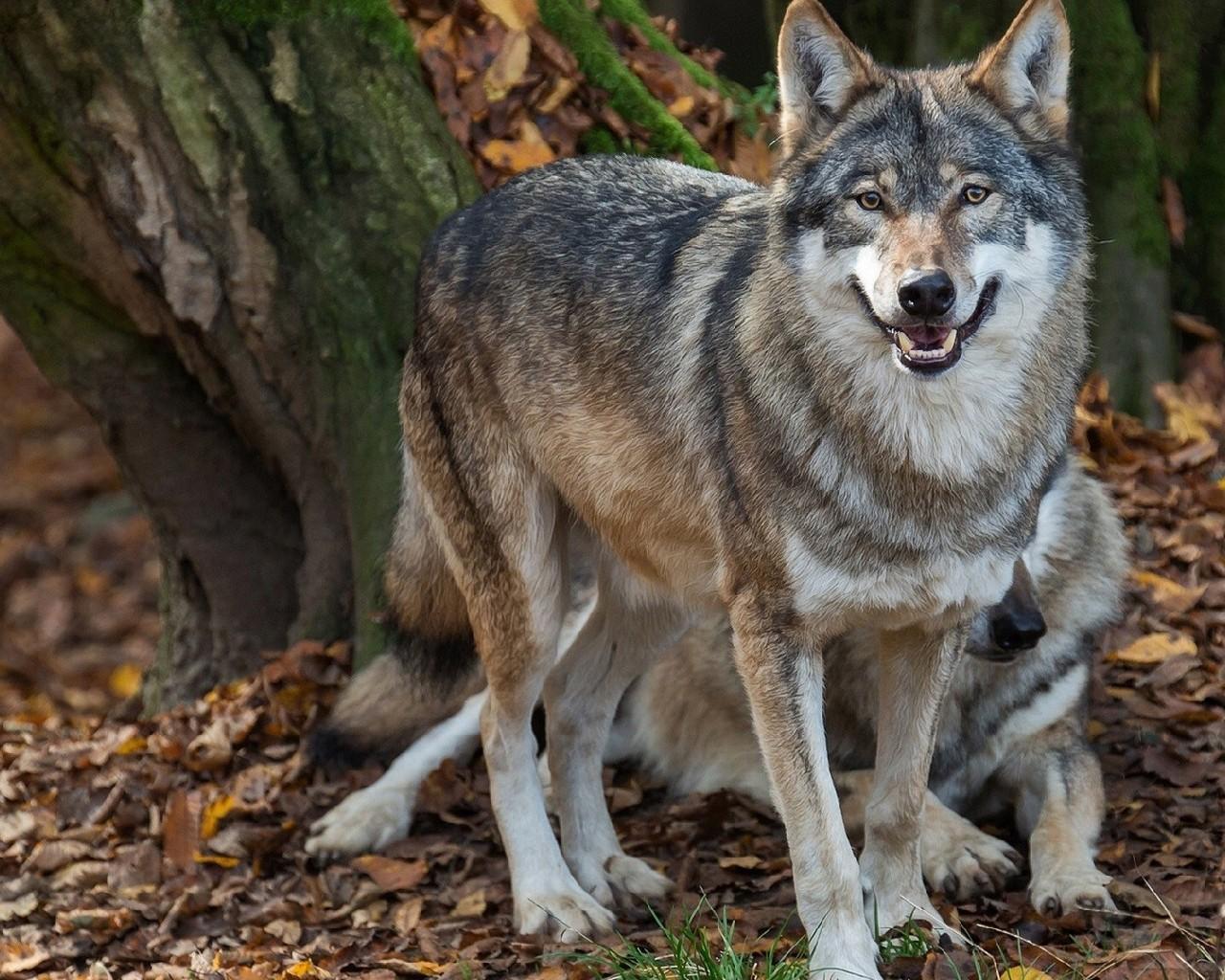 1280x1024 Wolves HD Wallpaper for Android