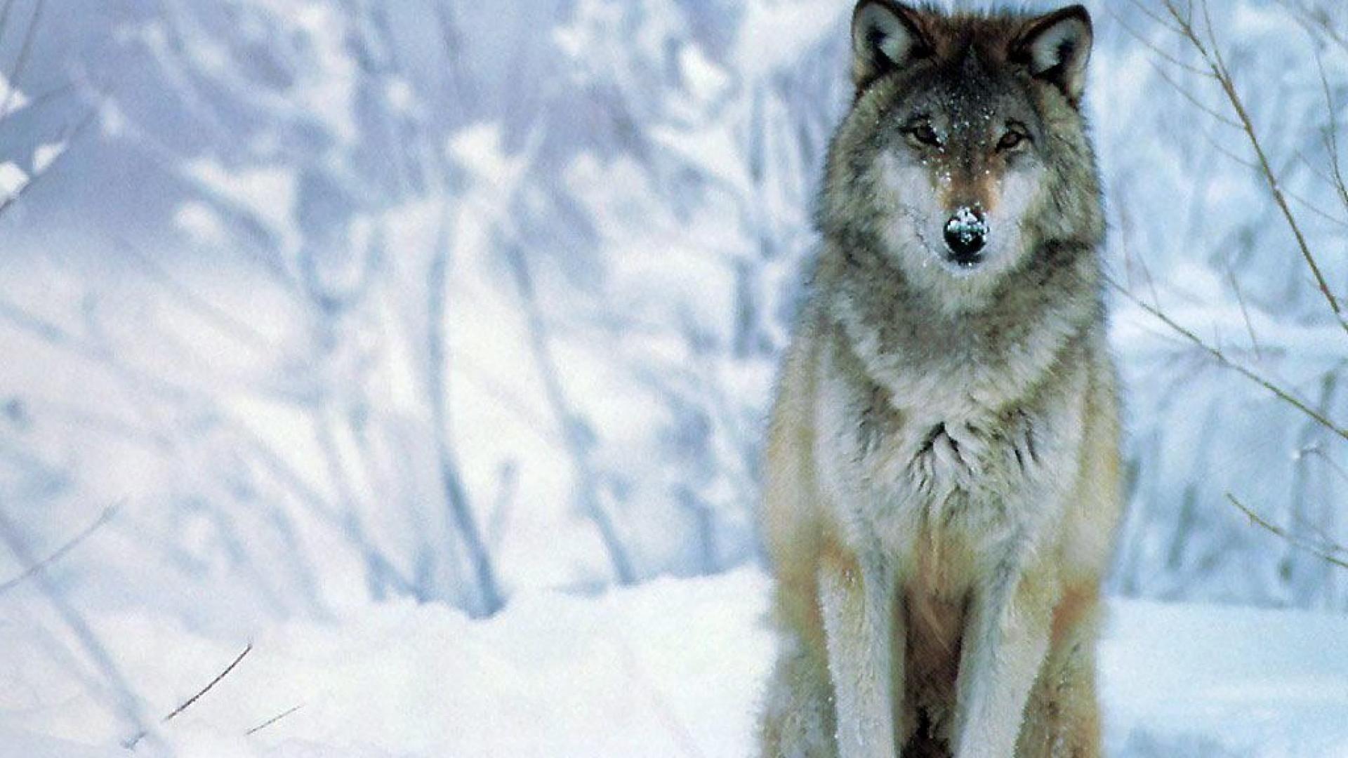 1920x1080 Latest Wolves In Snow Wallpaper FULL HD 1920×1080 For PC