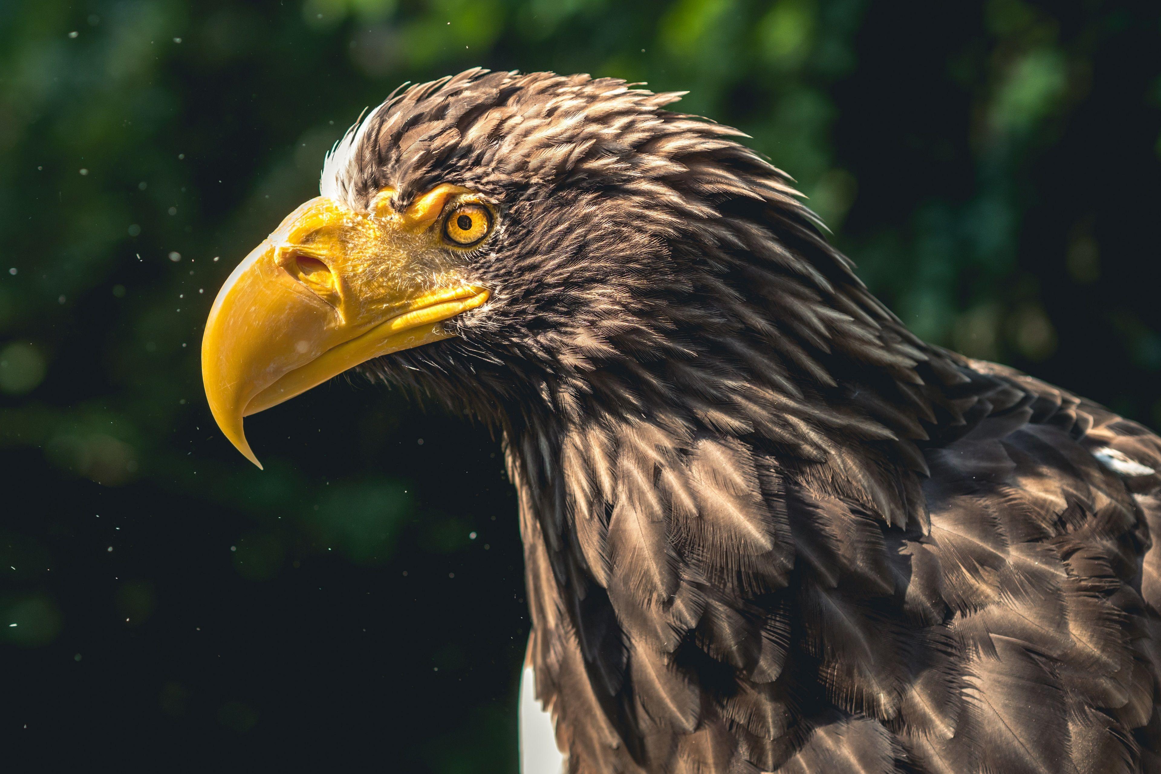 3840x2562 Eagle Bird 4K Wallpaper. HD Wallpaper Background