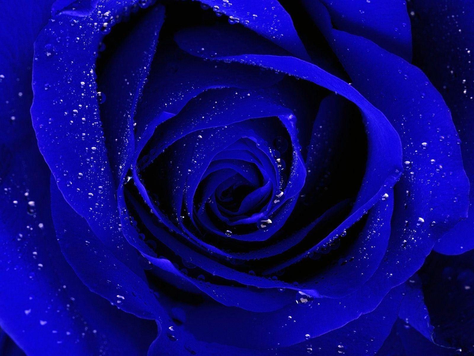 48 Blue Rose Wallpaper HD  WallpaperSafari