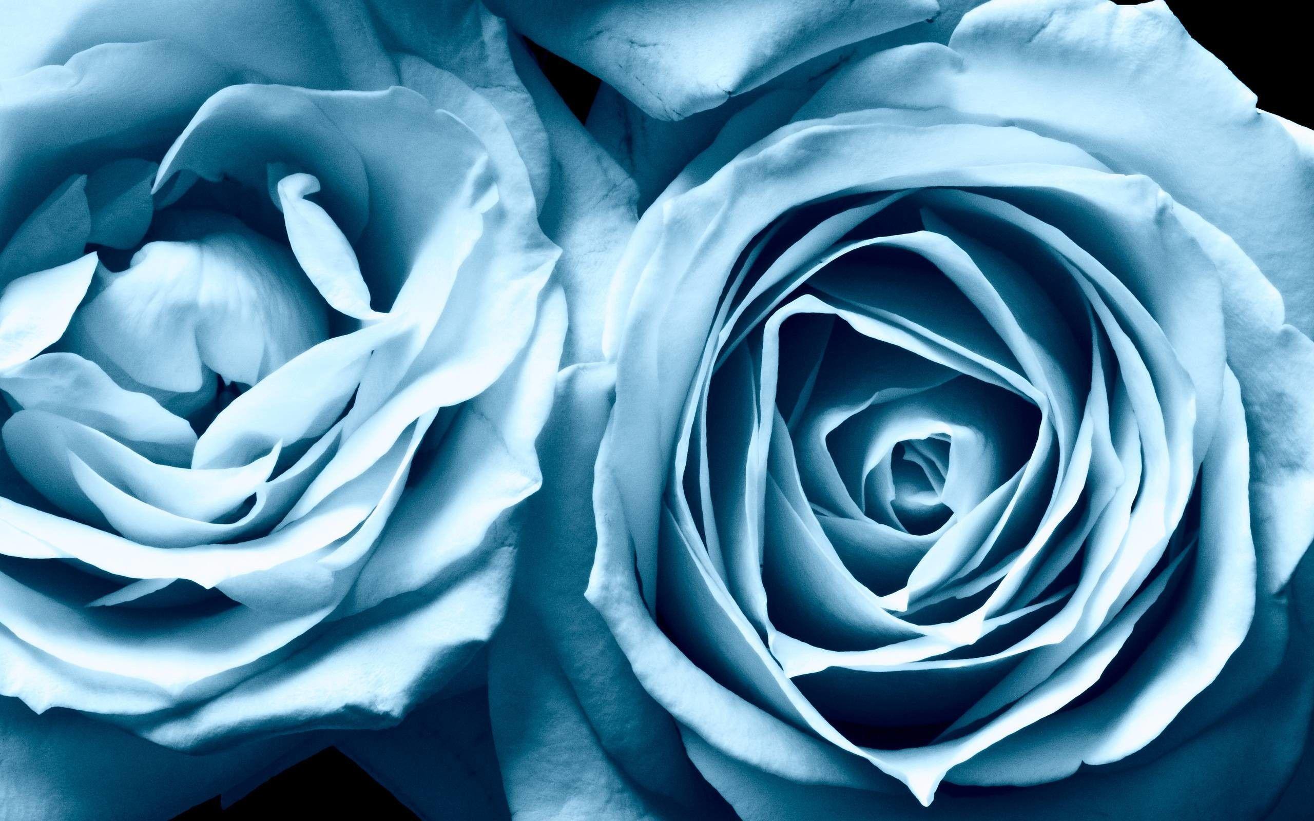 Wallpaper  1920x1080 px blue flowers blue rose minimalism selective  coloring simple background 1920x1080  goodfon  651084  HD Wallpapers   WallHere
