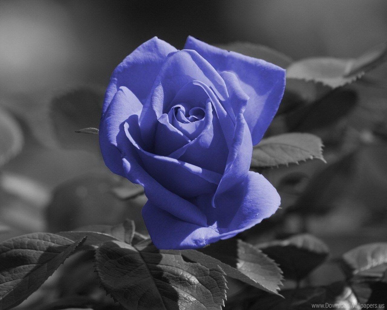 1280x1024 Download Standart 5:4 1280x1024 Rose Wallpaper