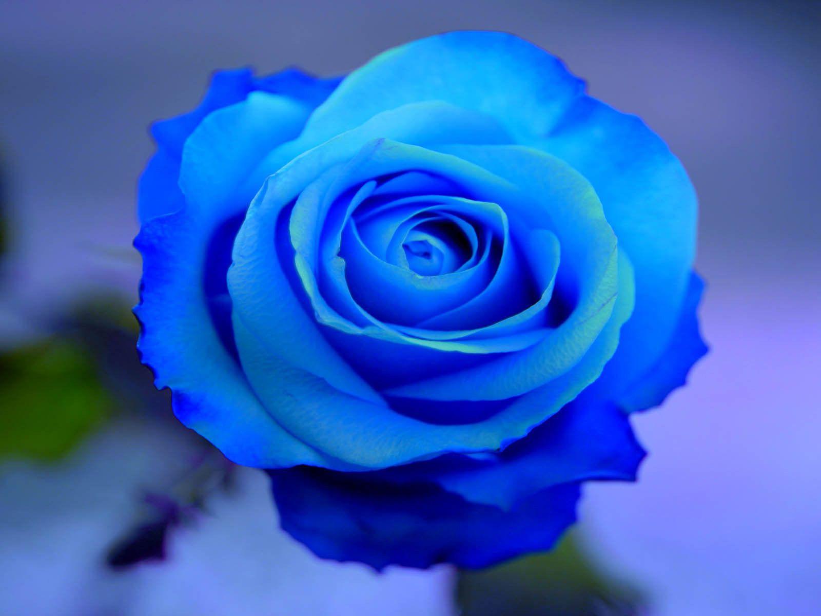 1600x1200 Blue Rose HD Wallpaper