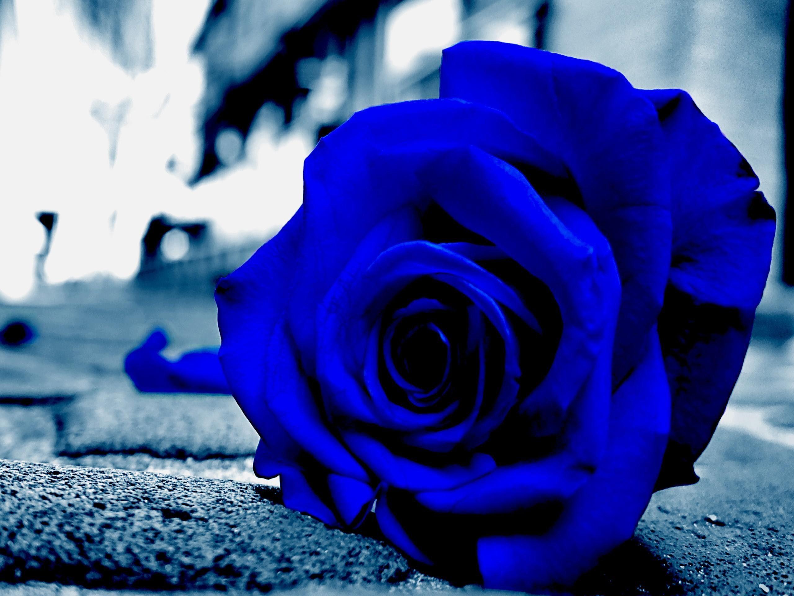 2560x1920 Blue rose wallpaper HD Gallery