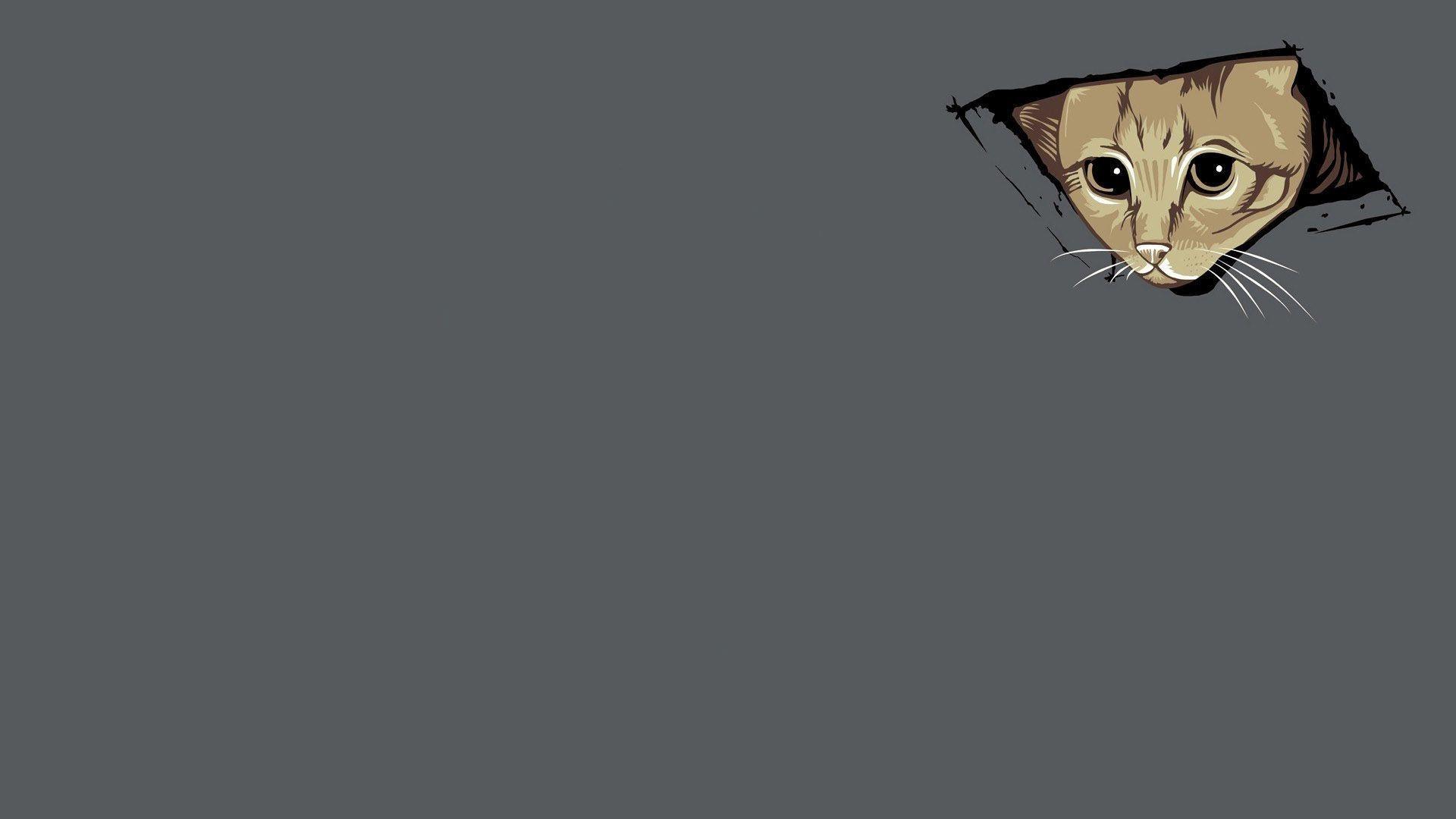 Cat Meme Wallpapers Top Free Cat Meme Backgrounds Wallpaperaccess