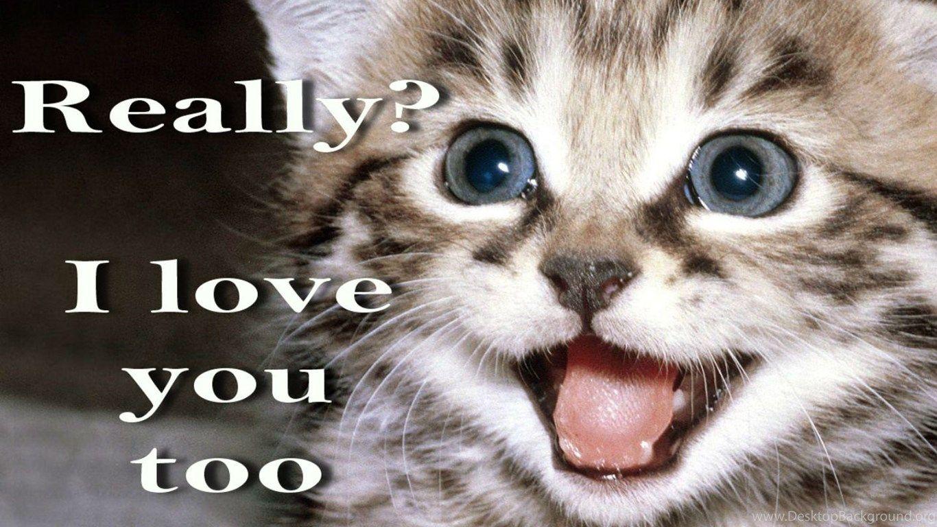 Cat Meme Wallpapers - Top Free Cat Meme Backgrounds - WallpaperAccess