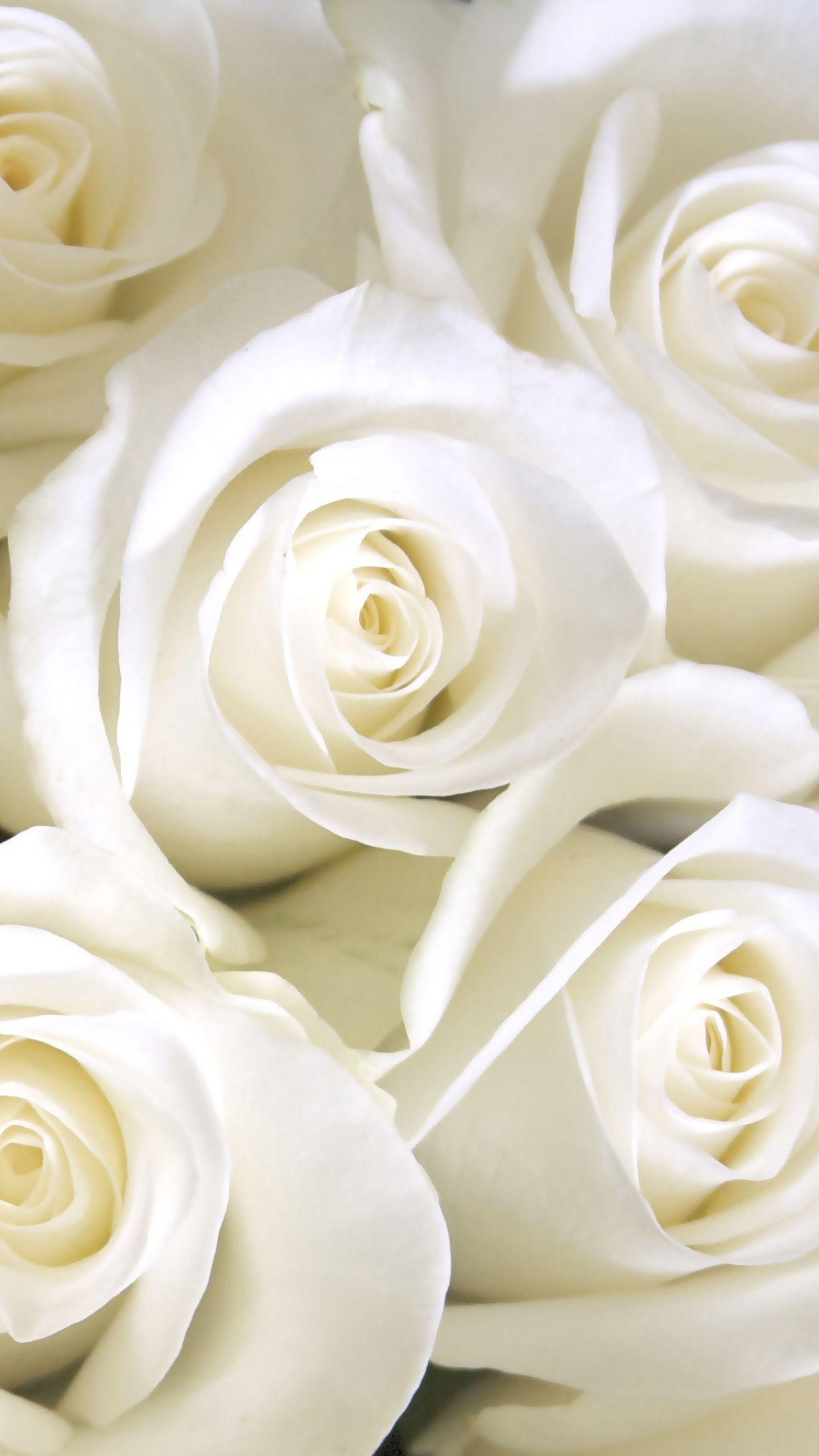 White Roses Wallpapers - Top Free White Roses Backgrounds - WallpaperAccess