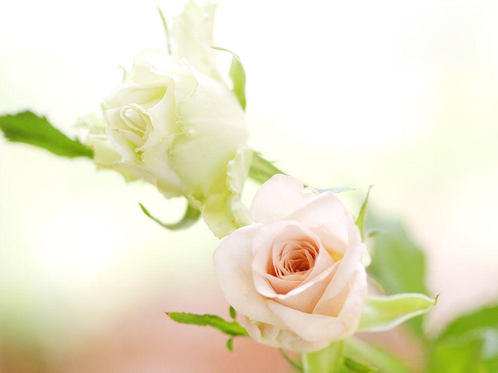 1024x768 White Roses Wallpaper for Desktop