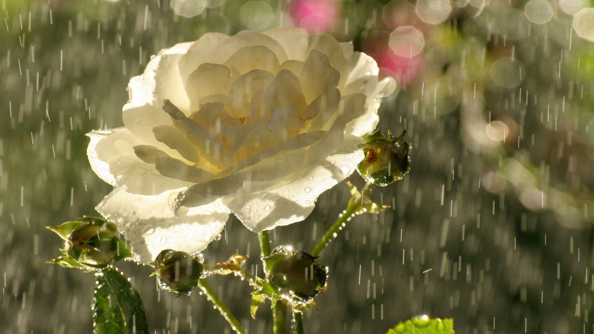 1920x1080 Beautiful Rain in White Rose Wallpaper