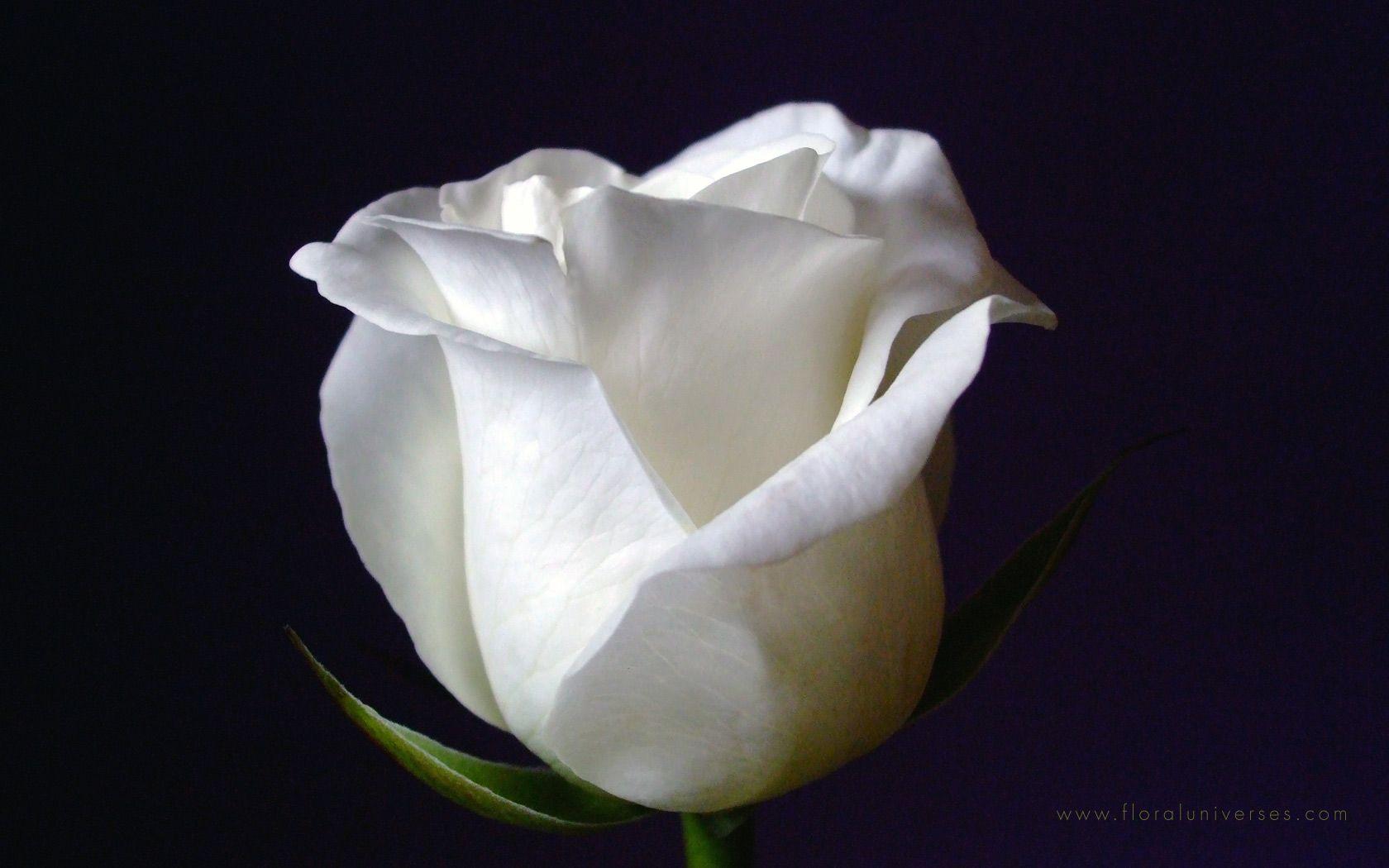 1680x1050 White Rose wallpaper. White Rose
