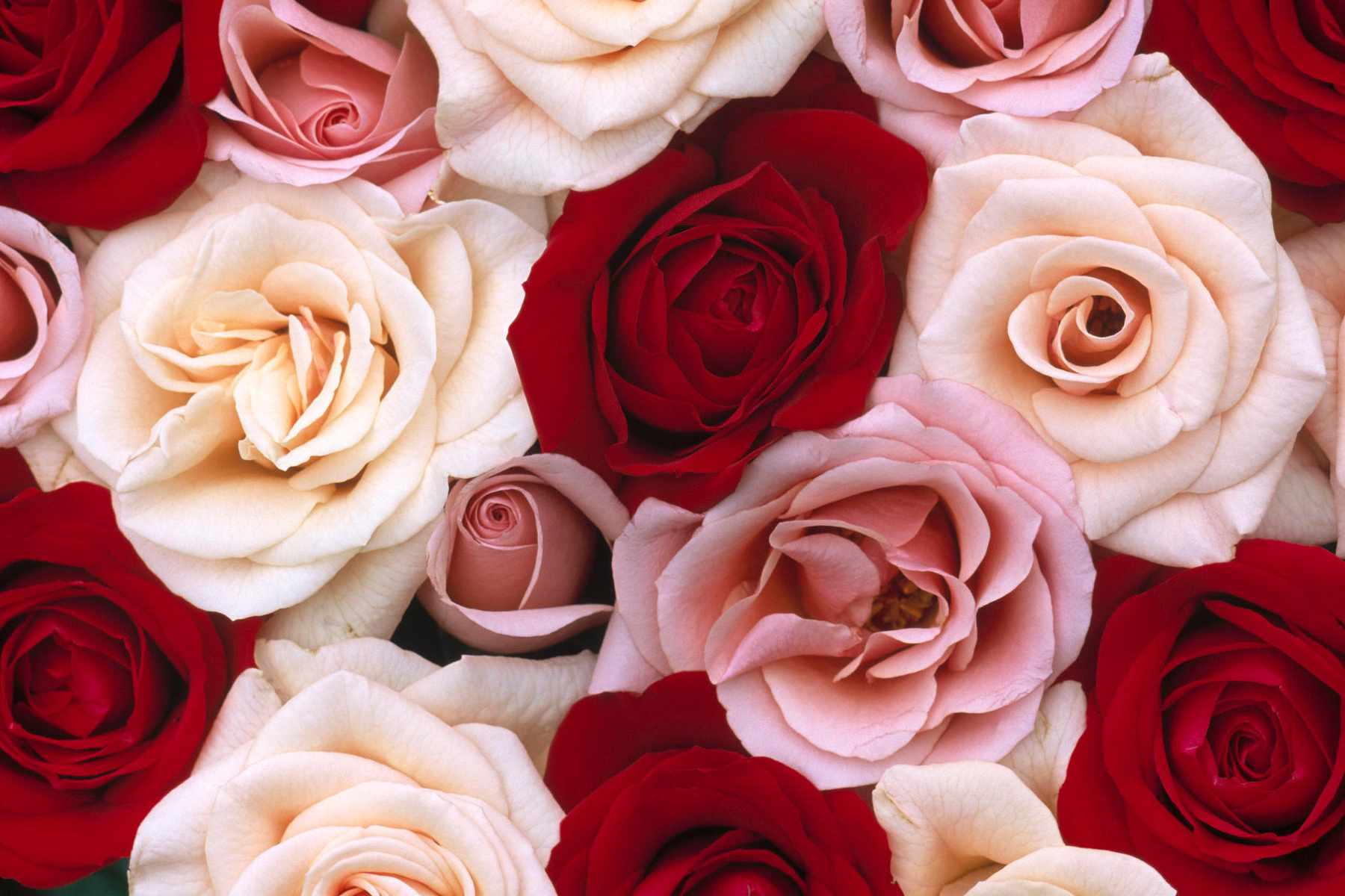 Tận hưởng vẻ đẹp của những bông hoa hồng đỏ và hồng đẹp nhất trên thiết bị của bạn với một hình nền tuyệt đẹp. Sự kết hợp của hai màu sắc này sẽ tạo nên một không gian làm việc sinh động và ấm áp, giúp bạn giảm stress và tăng năng suất. Đừng bỏ lỡ cơ hội trang trí thiết bị của bạn với hình ảnh này.
