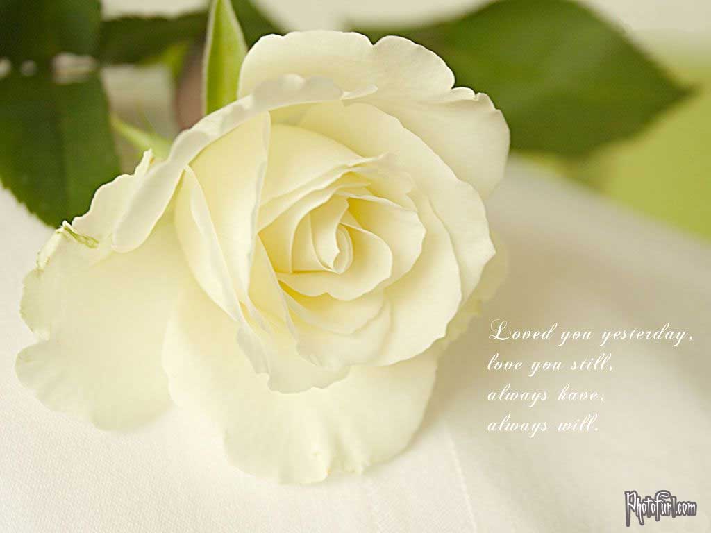 1024x768 White Rose Wallpaper