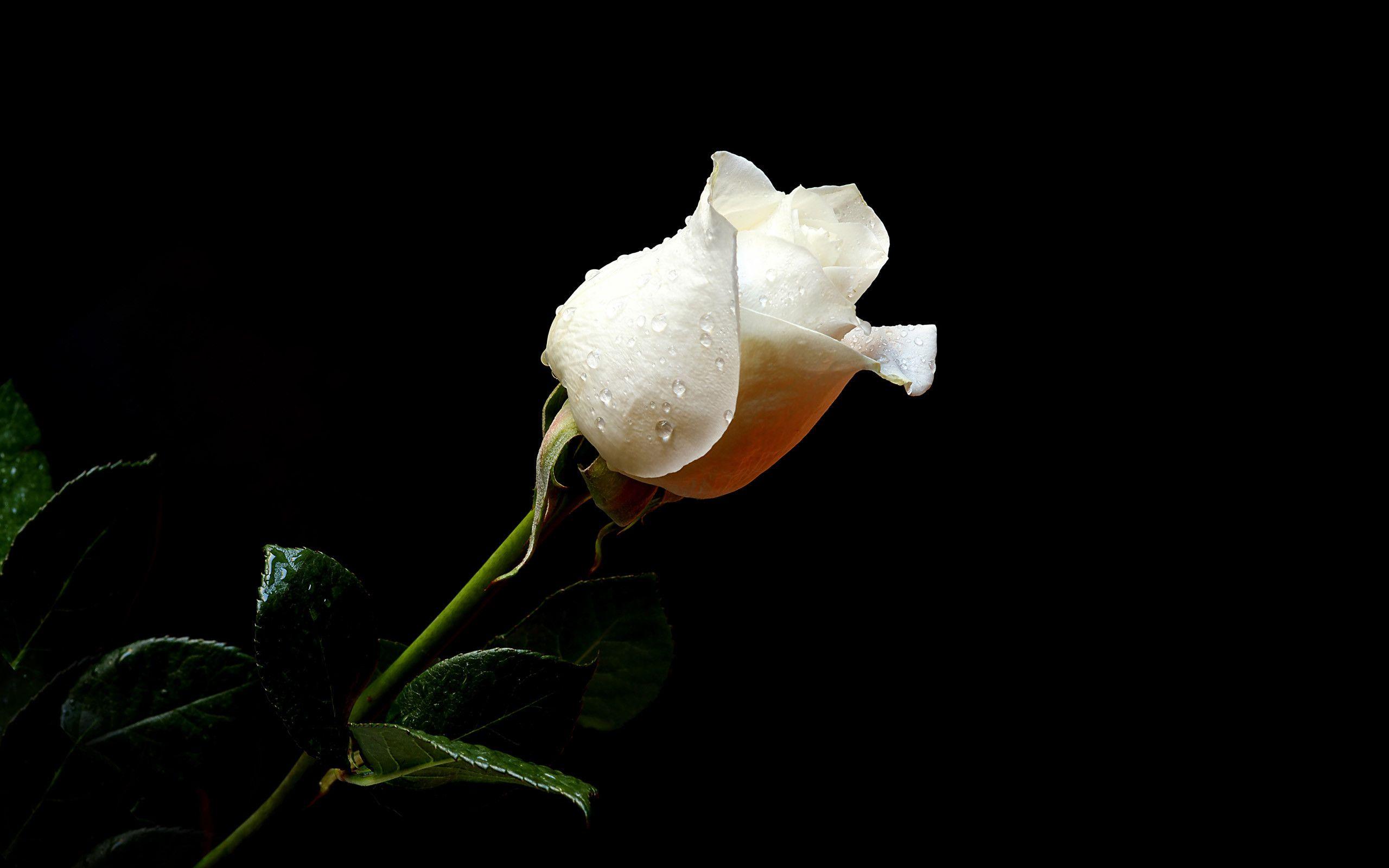 2560x1600 White Rose Wallpaper
