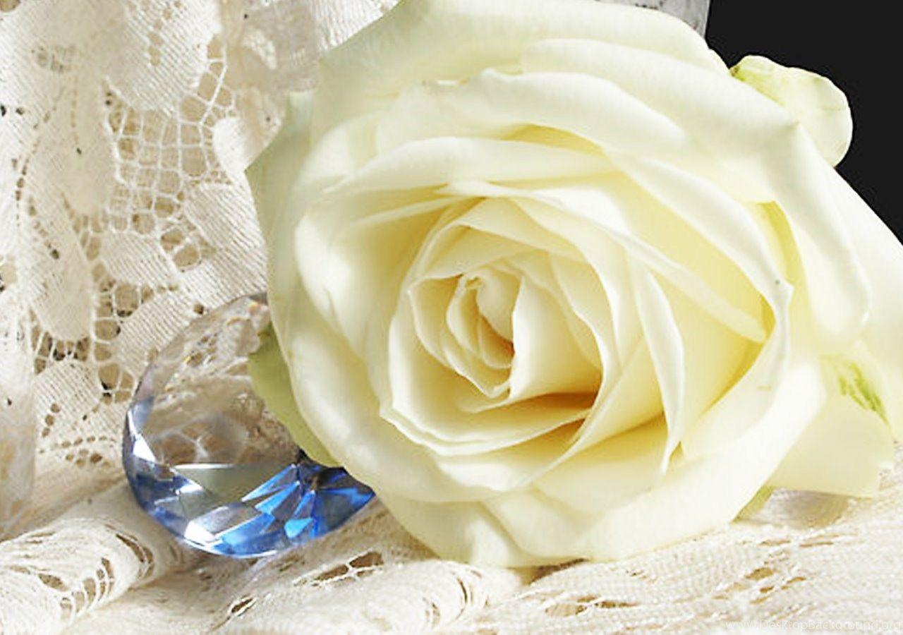 1280x900 White Roses Wallpaper Free Download HD Desktop Background