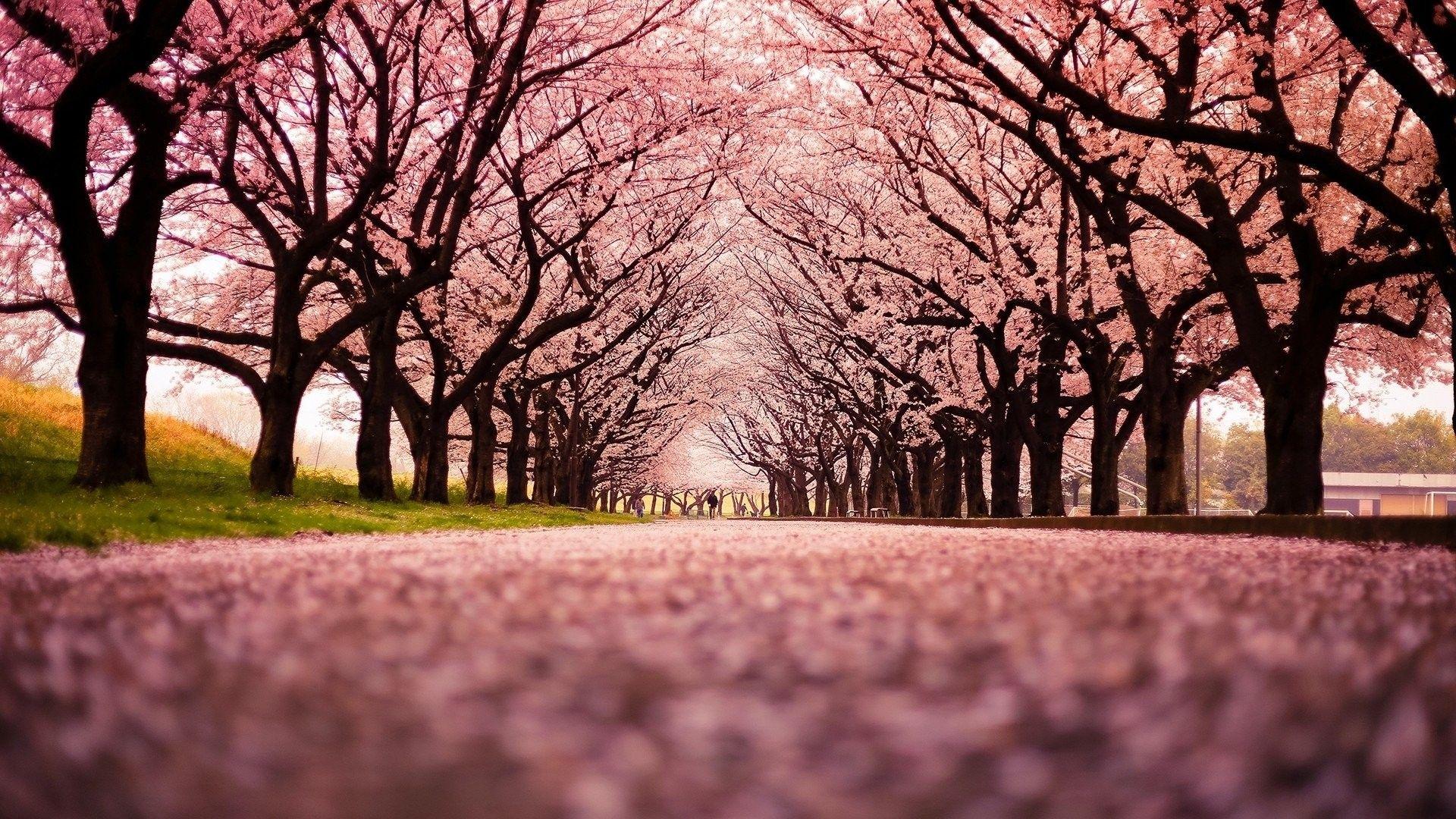 1920x1080 Japan, Peach, HD Wallpaper, Beautiful Nature, Ultra HD