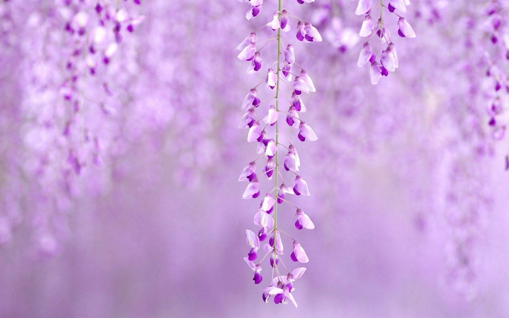 Purple Nature Wallpapers Top Free Purple Nature Backgrounds