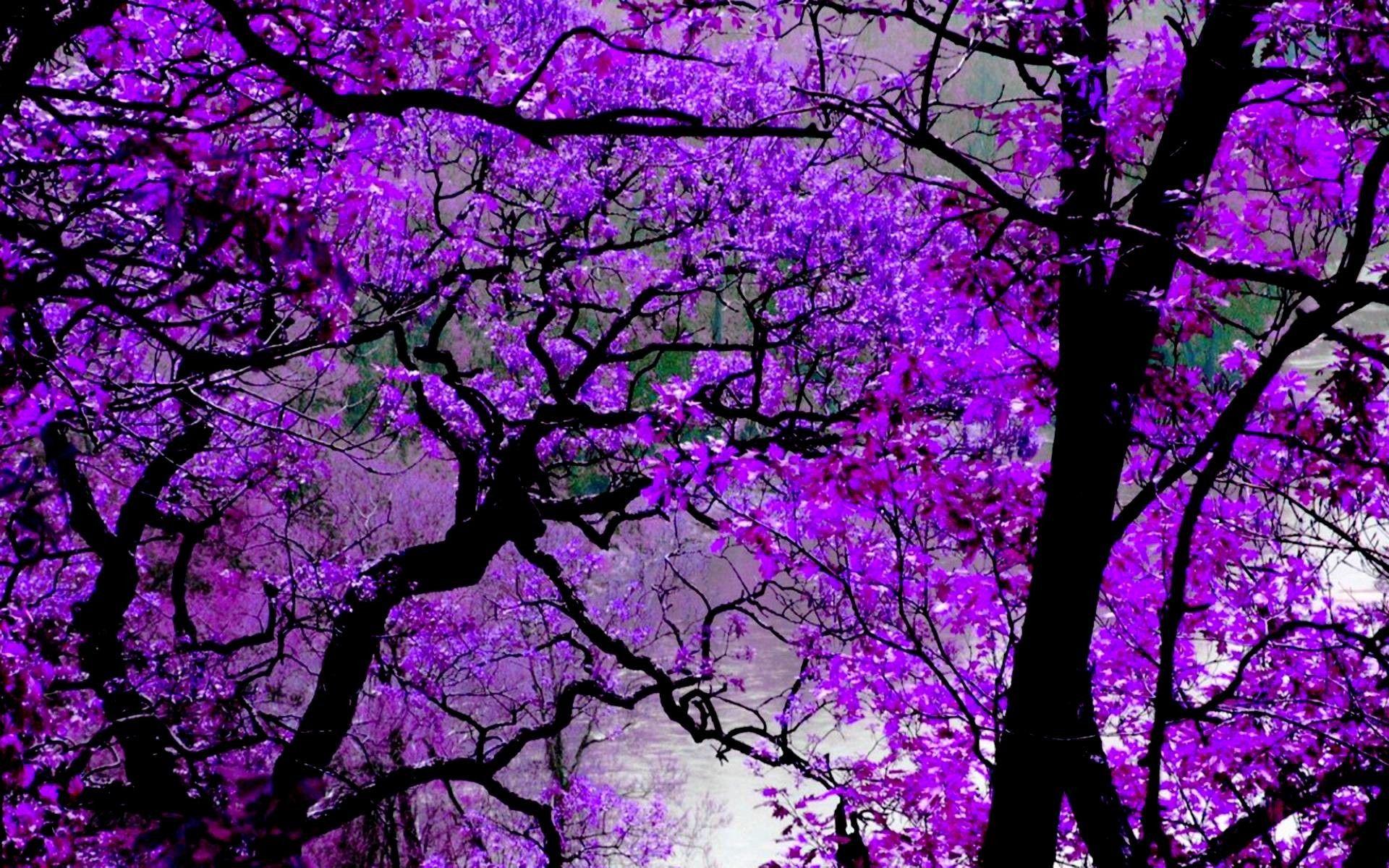 Purple Nature Wallpapers - Top Free Purple Nature Backgrounds