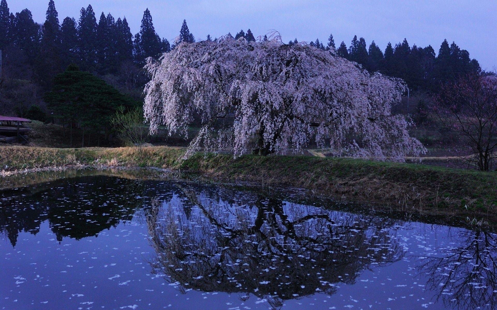 1920x1200 Spring Cherry, fresh Air, High Definition, Blossoms, Desktop