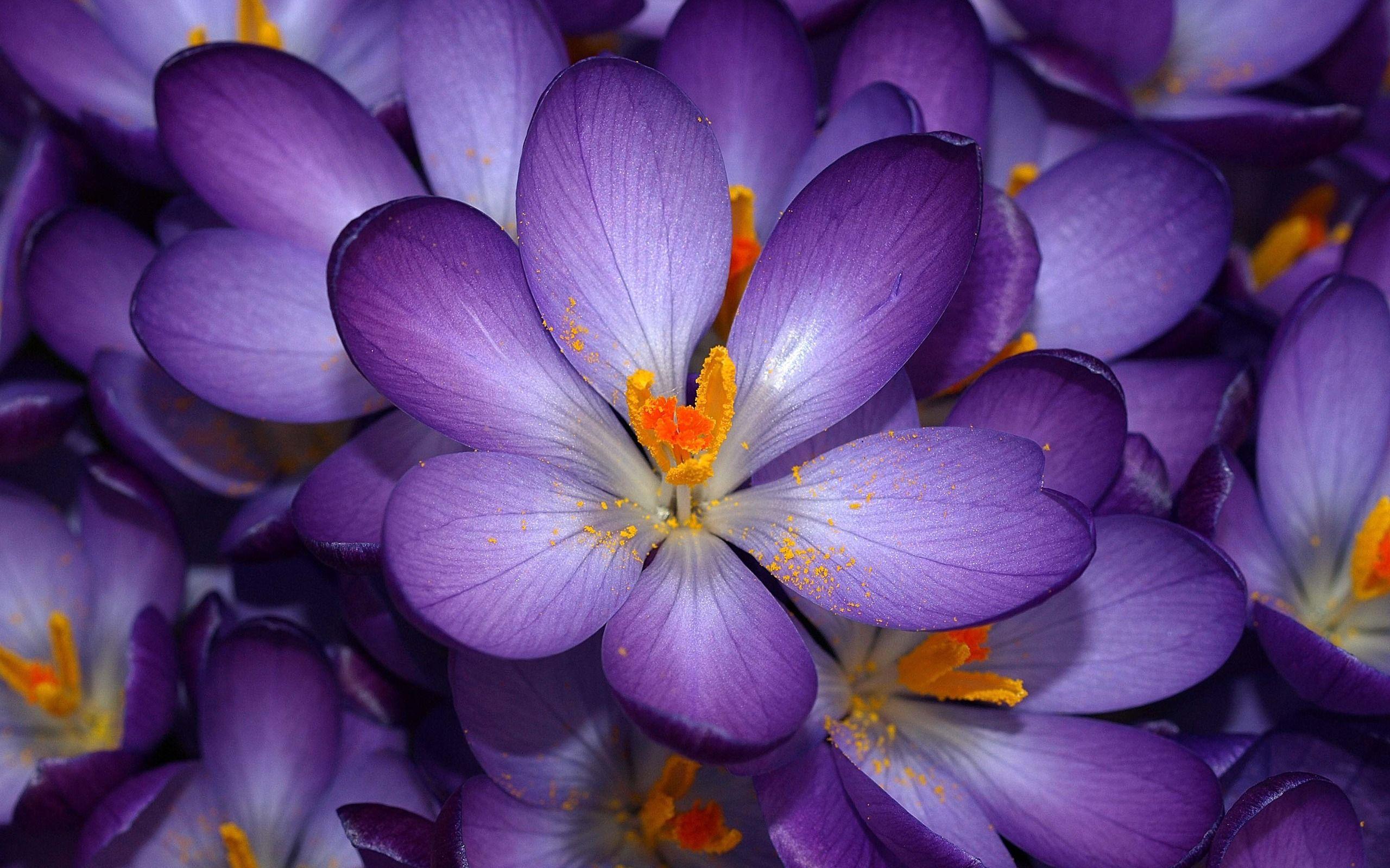 2560x1600 Purple Crocus Wallpaper Flowers Nature Wallpaper in jpg format