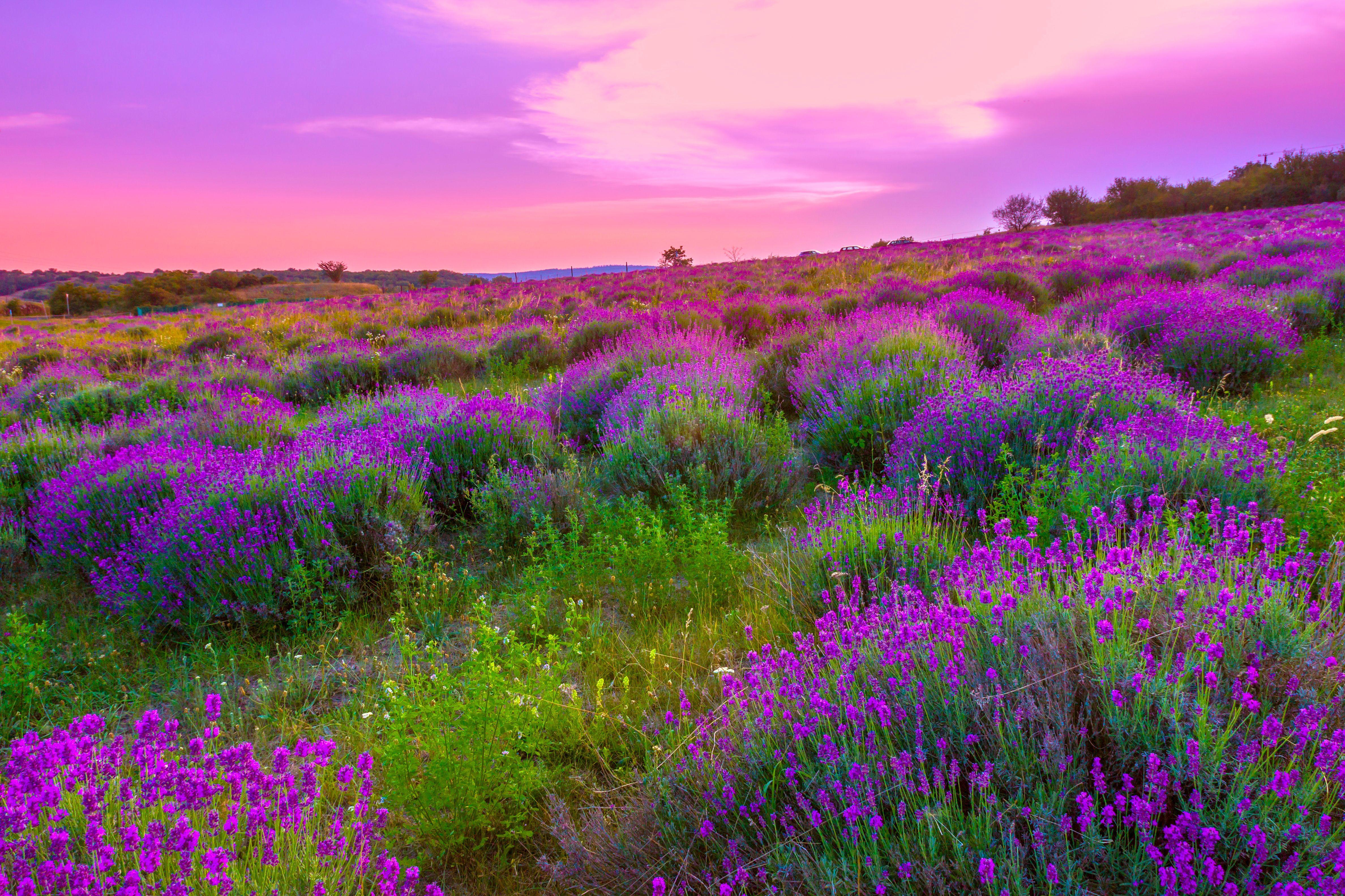 Purple Nature Wallpapers - Top Free Purple Nature Backgrounds