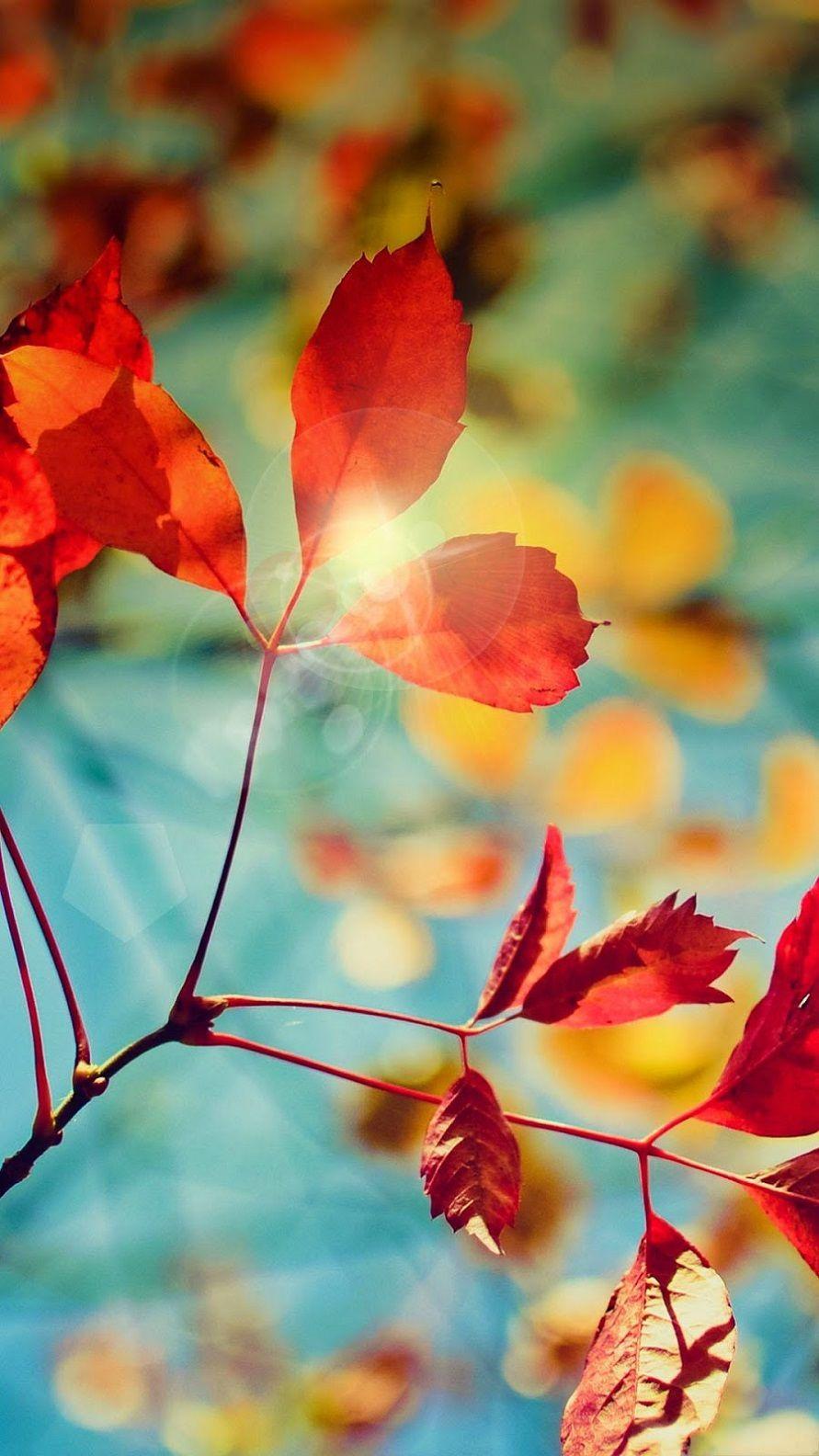 891x1584 Autumn Leaves HD Wallpaper