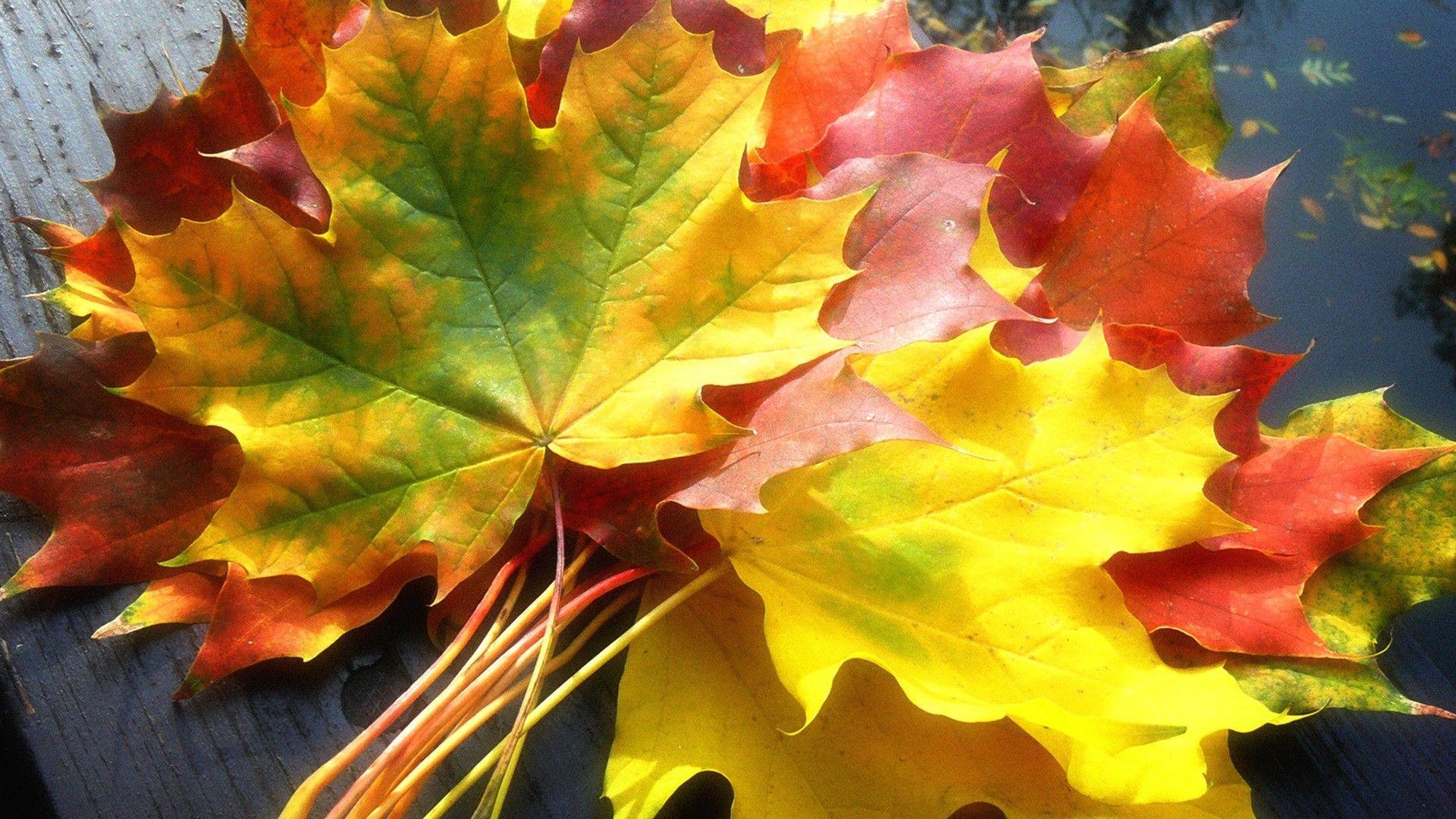 1920x1080 Autumn Leaf Wallpaper