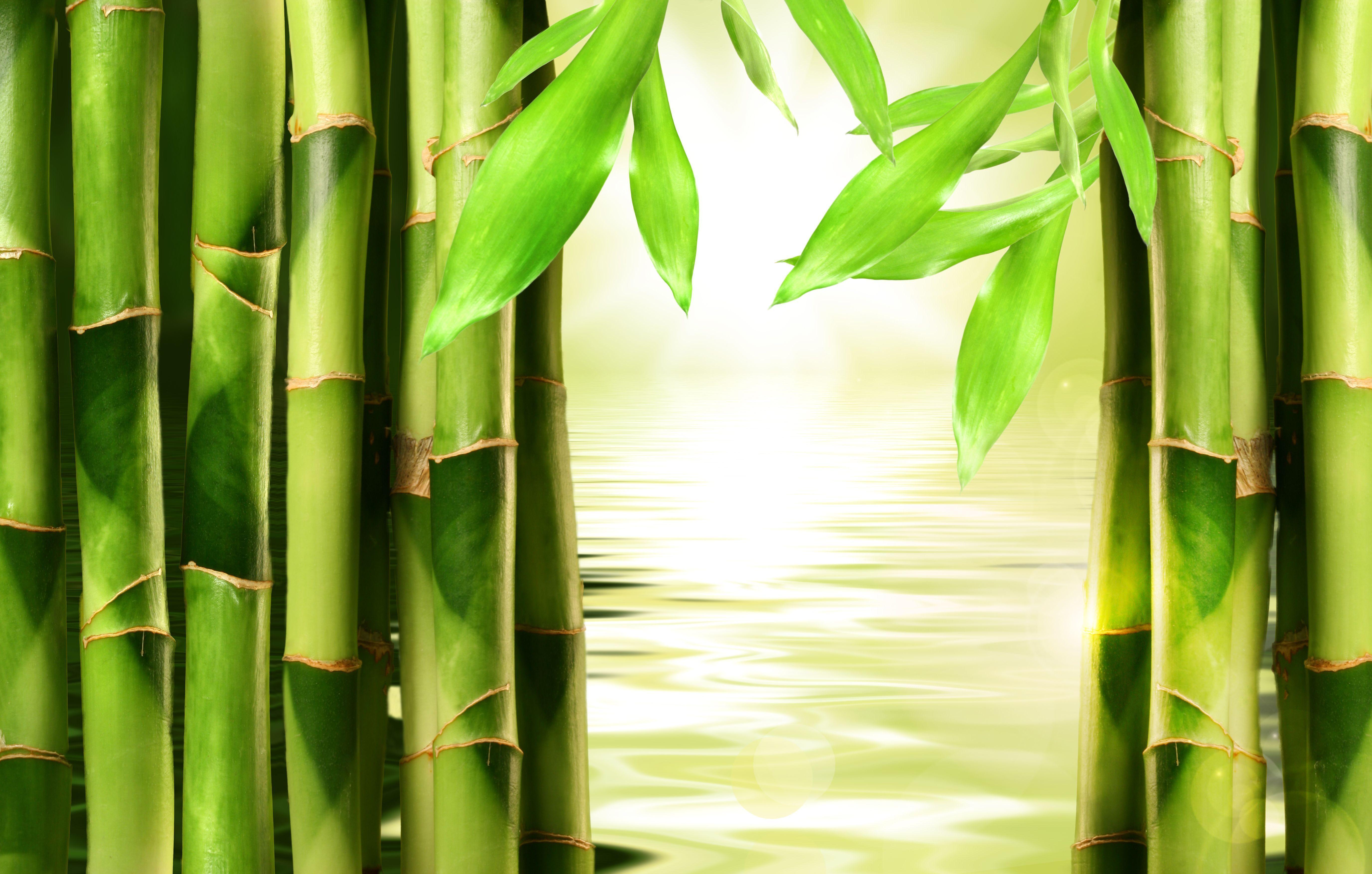  Bamboo  Wallpapers  Top Free Bamboo  Backgrounds 