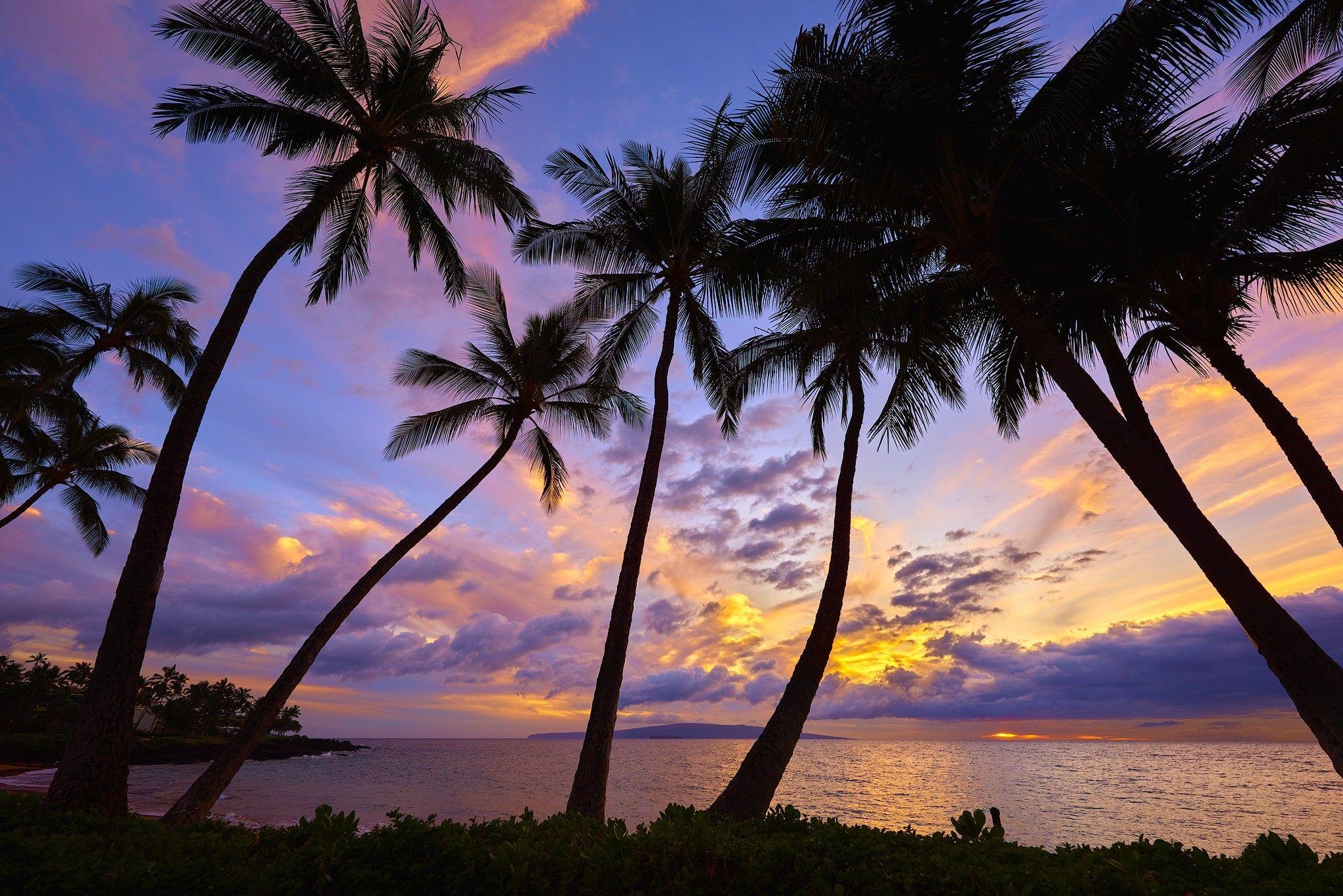 Palm Tree Sunset Wallpapers - Top Free Palm Tree Sunset Backgrounds ...