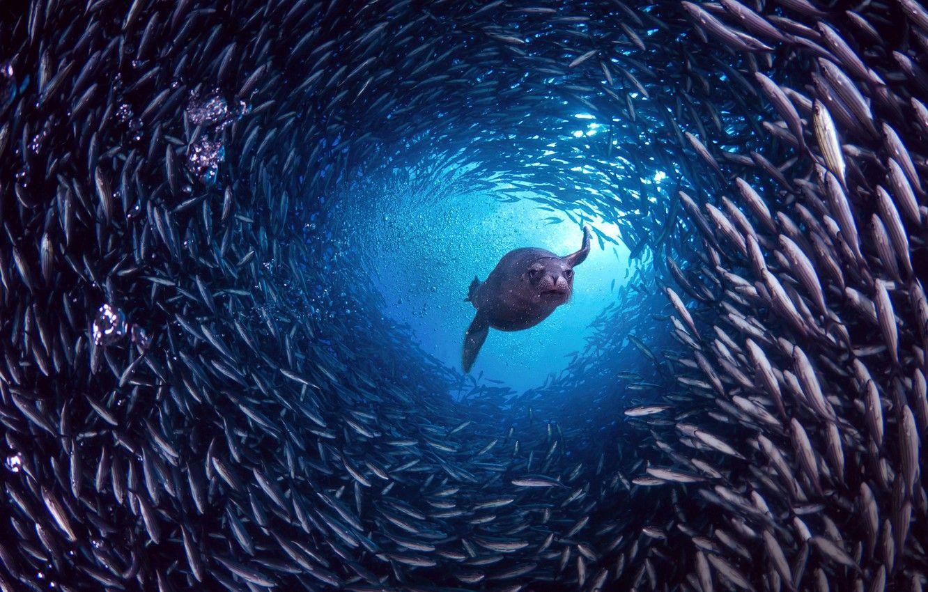 1332x850 Wallpaper island, fish, Santa Cruz, The Galapagos Islands