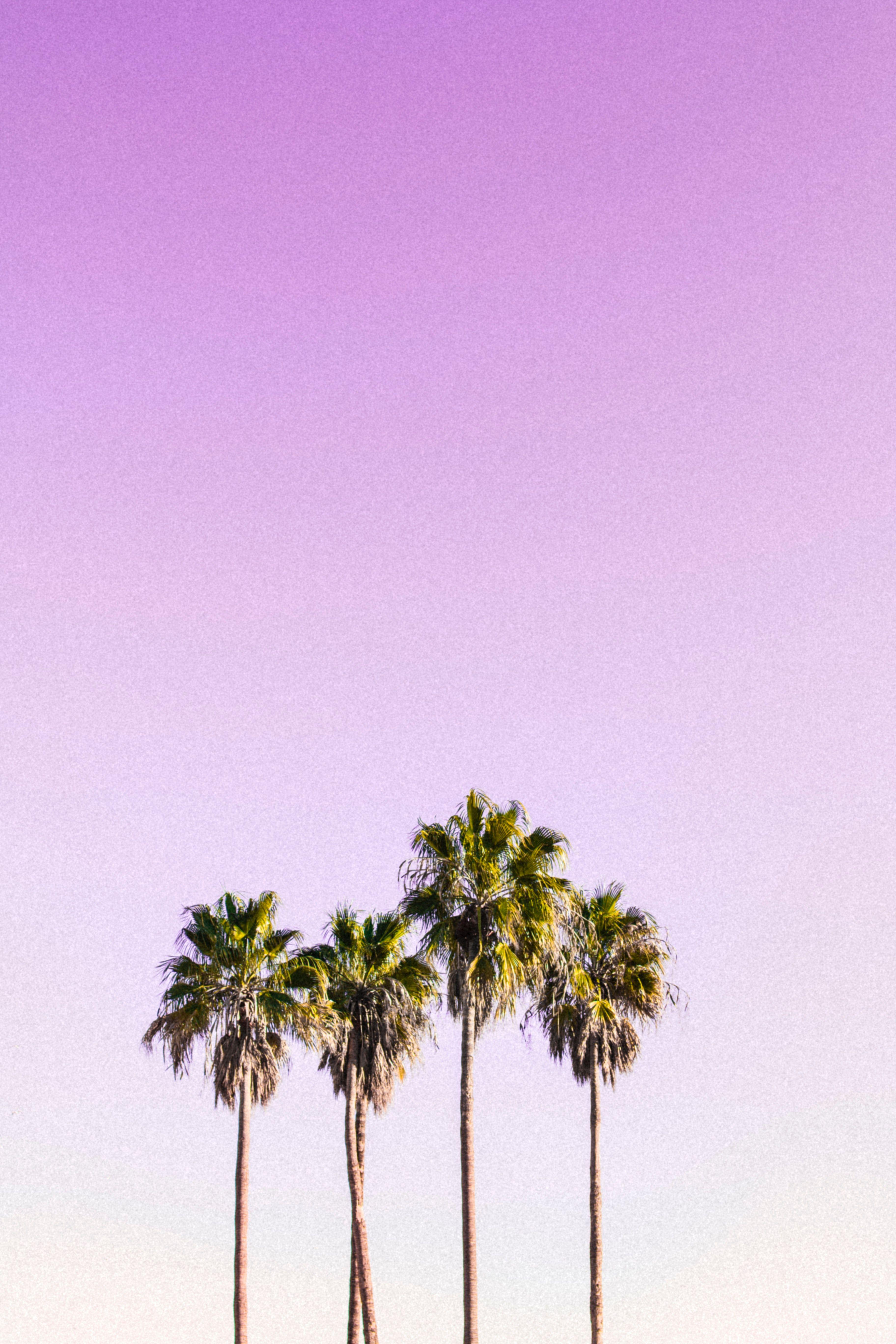3648x5472 Palm Trees Wallpaper