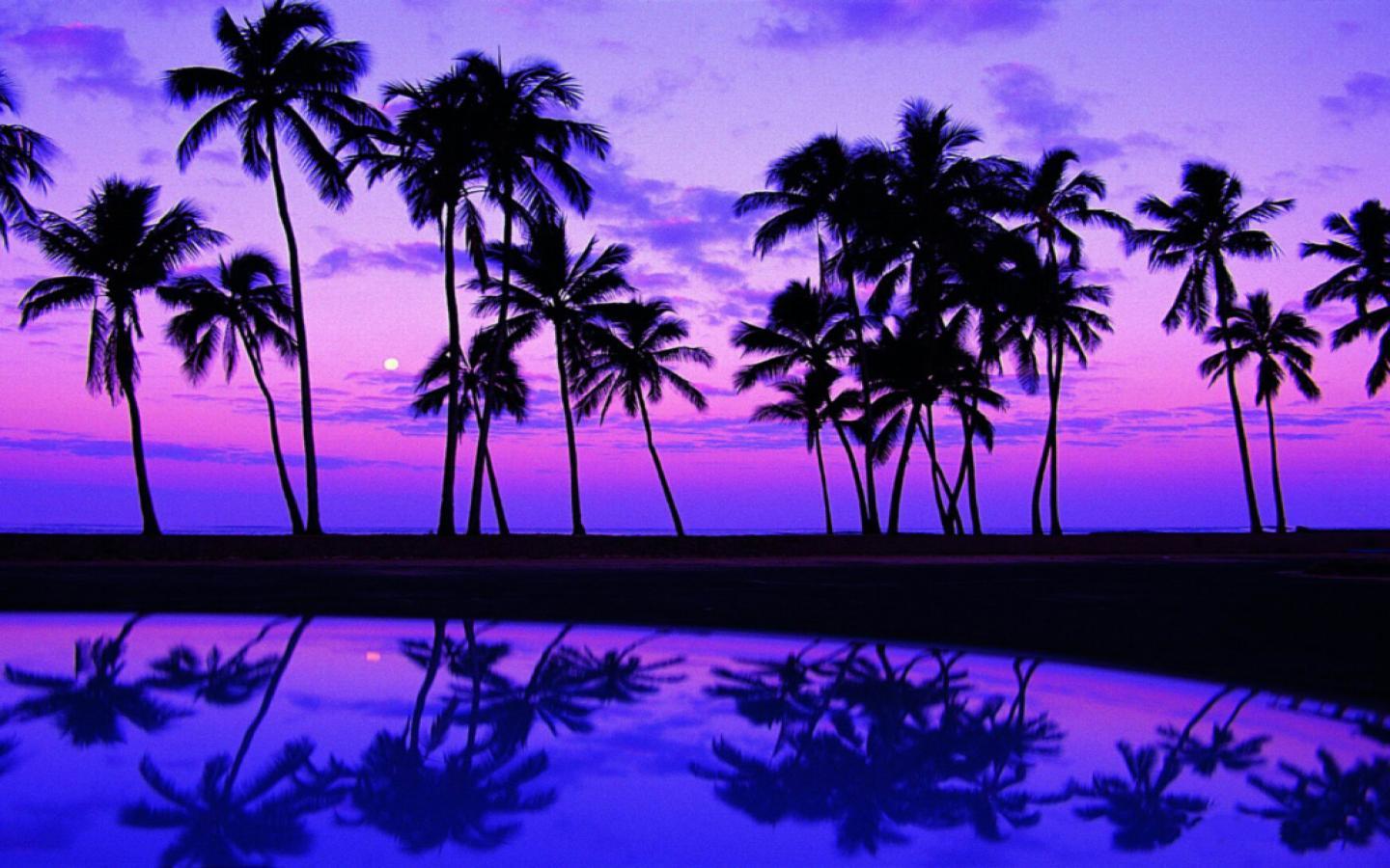 1440x900 Palm Tree wallpaperx900