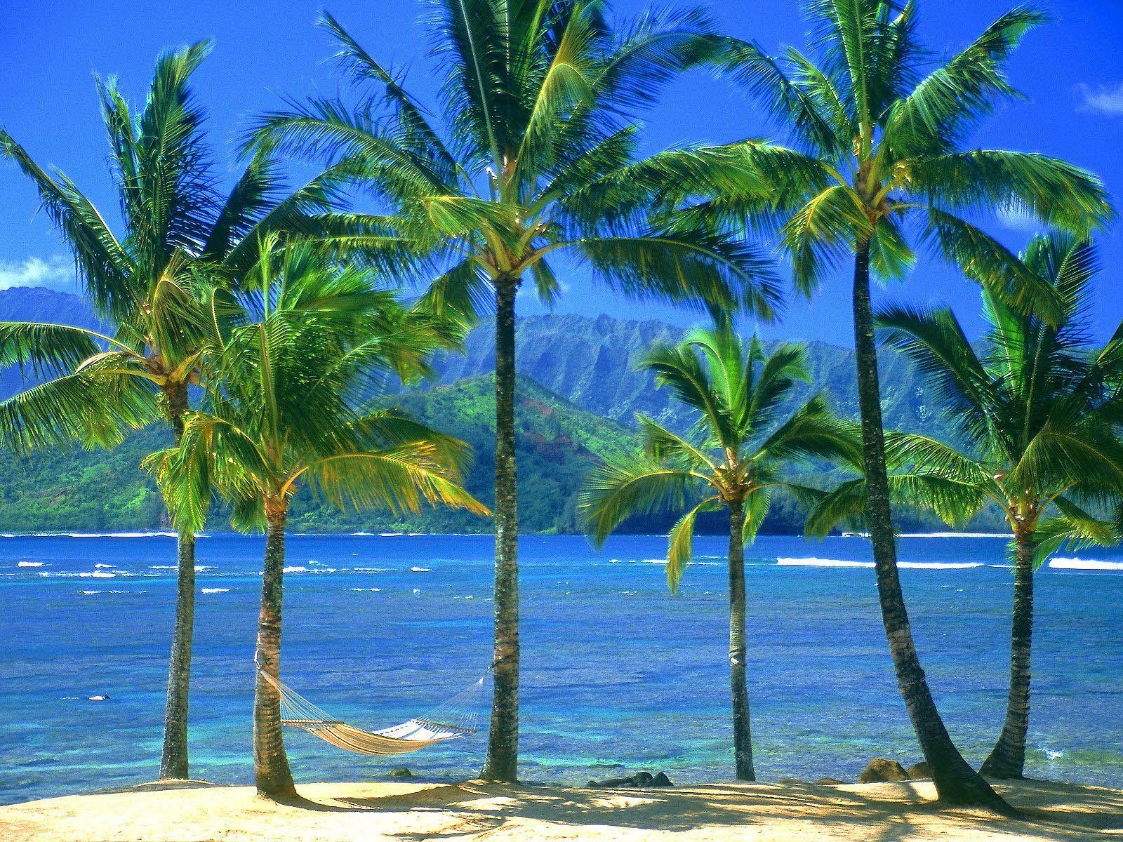 1600x1200 Palm Tree Wallpaper and Background Image
