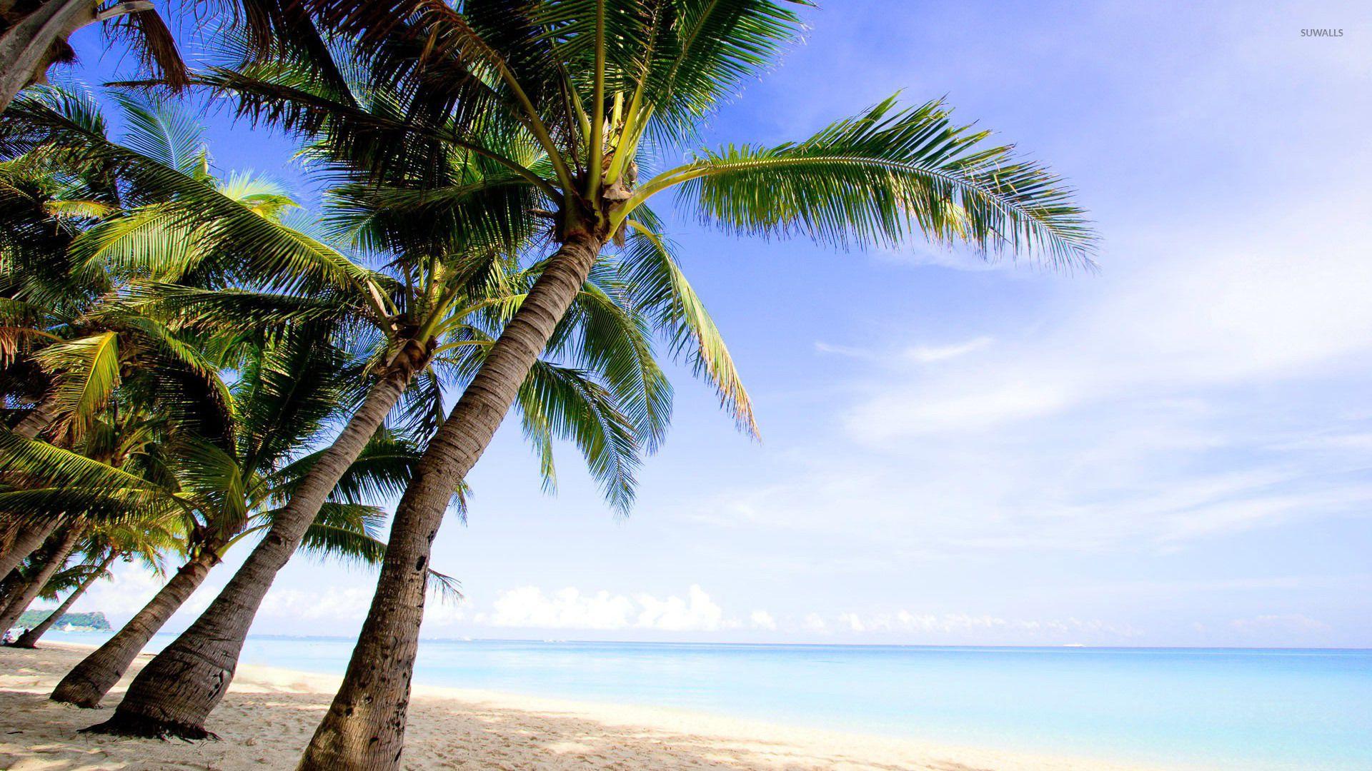 1920x1080 Palm trees wallpaper wallpaper
