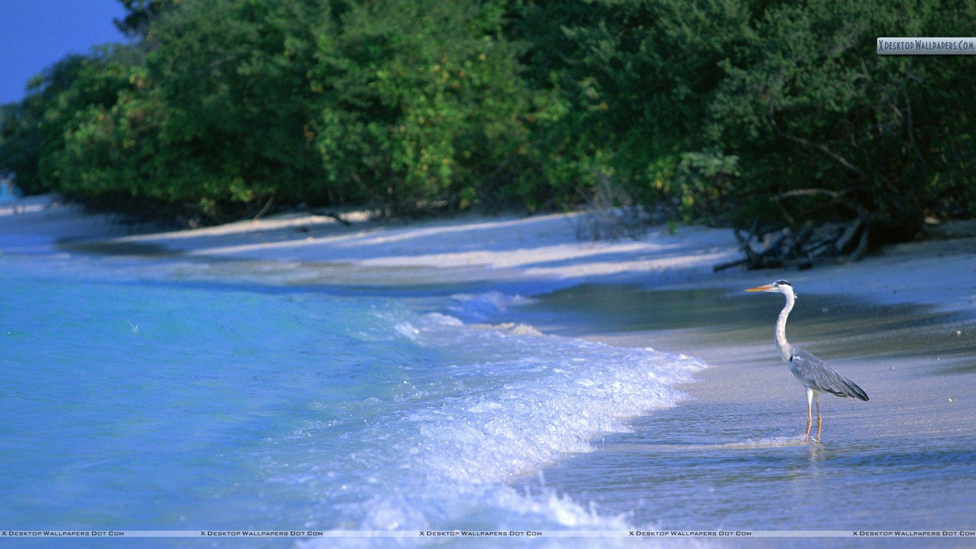 1920x1080 Bird Looking Sea Side Maldives Paradise Island Wallpaper