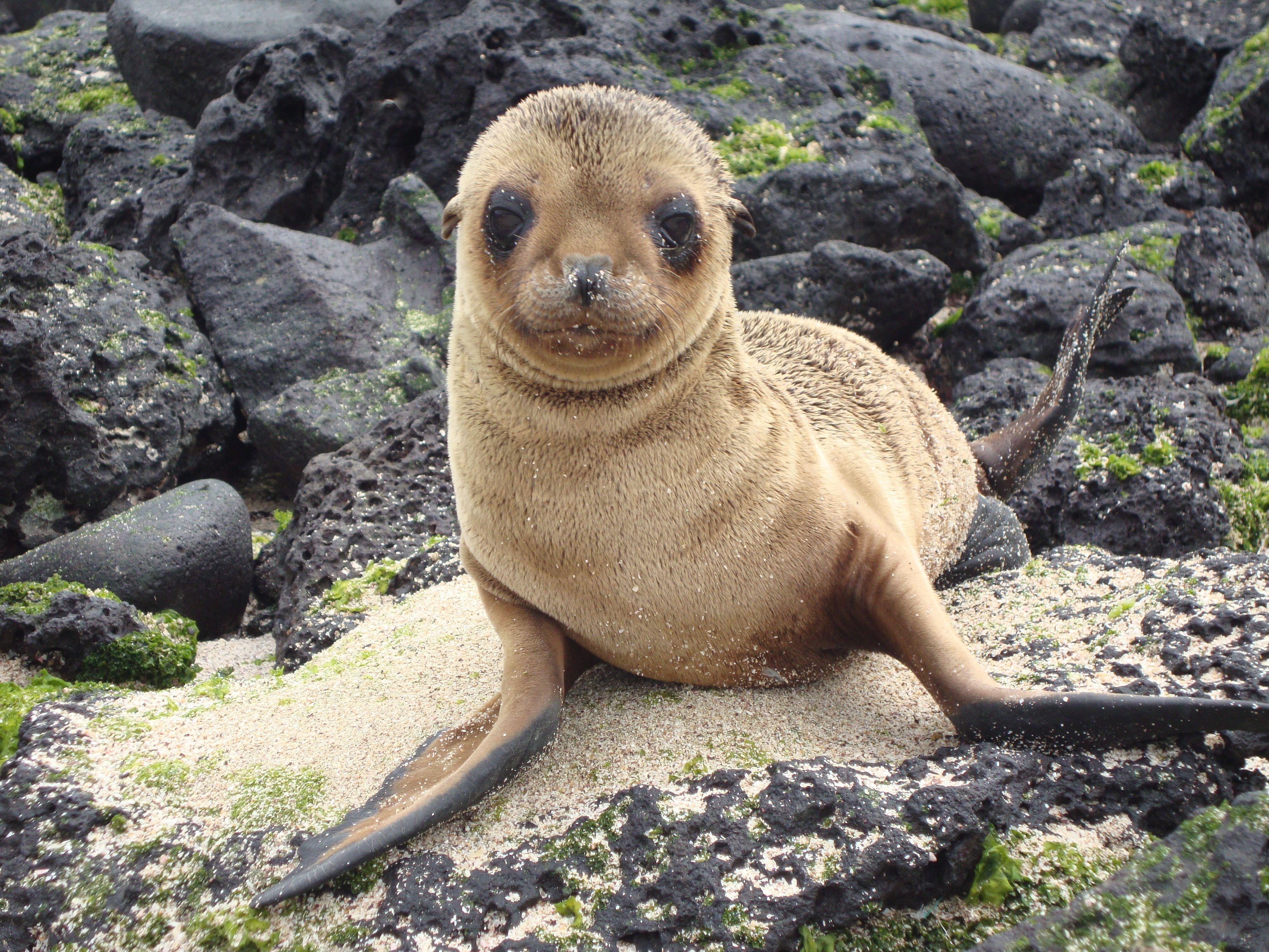 4000x3000 Download wallpaper 4000x3000 sea lion, galapagos islands