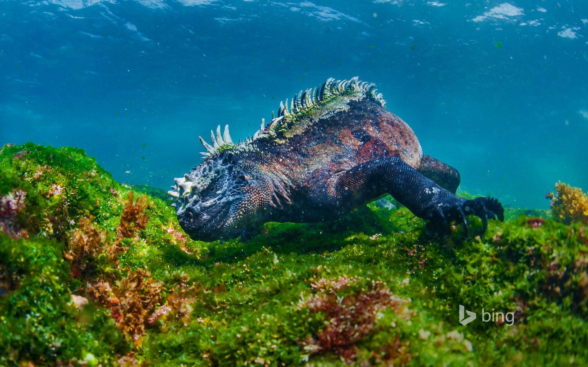 1920x1200 Marine iguana eating algae off Fernandina Island, Galapagos