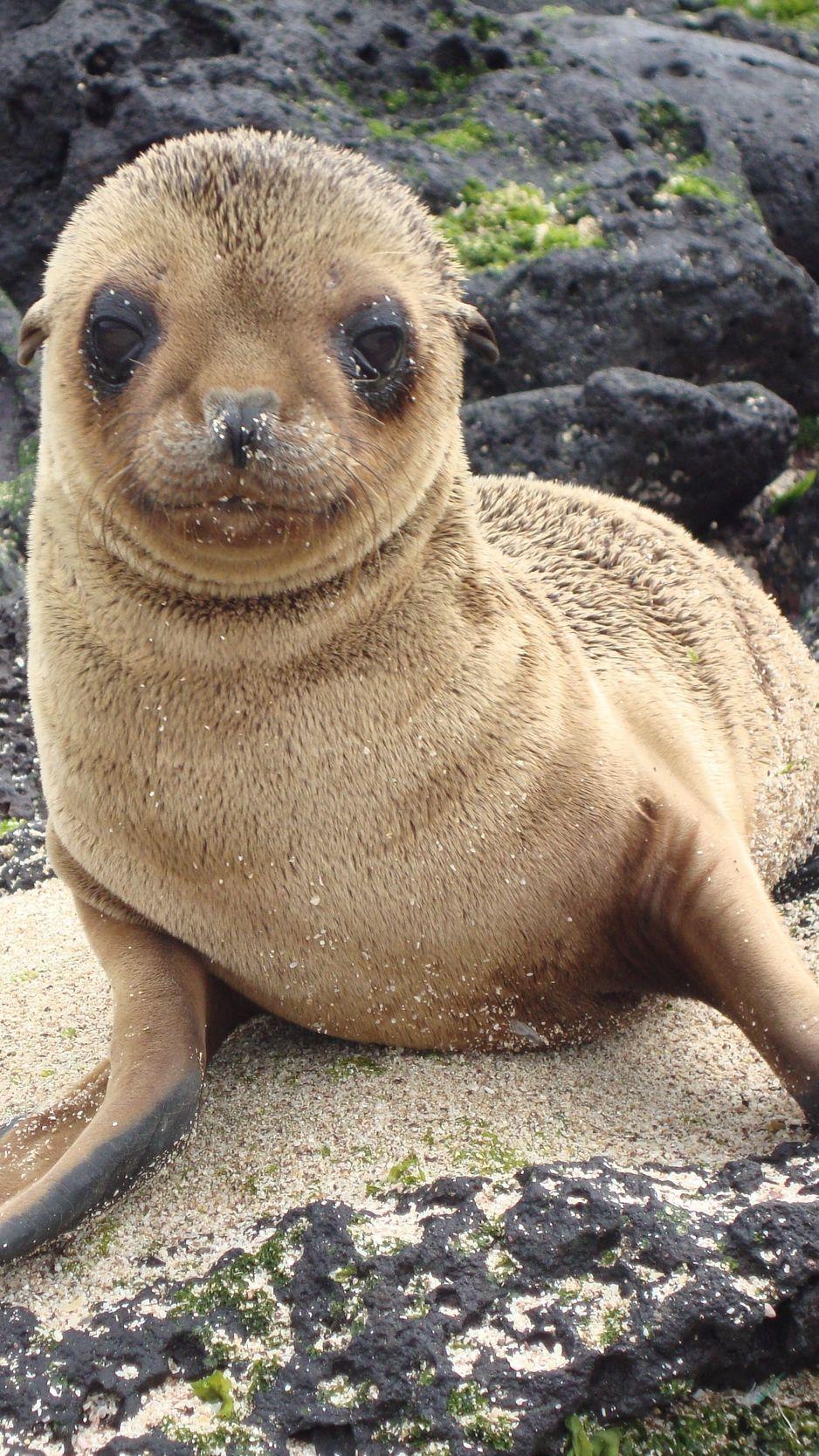 938x1668 Download wallpaper 938x1668 sea lion, galapagos islands
